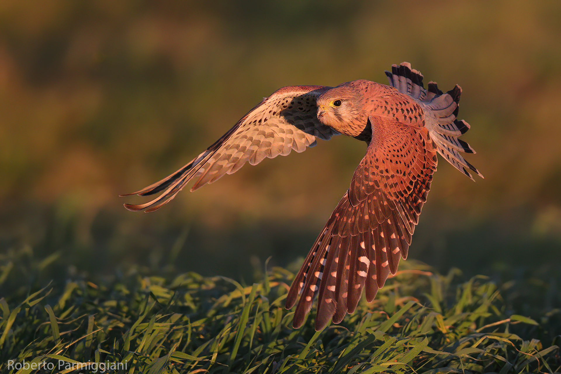 Lo scatto improvviso