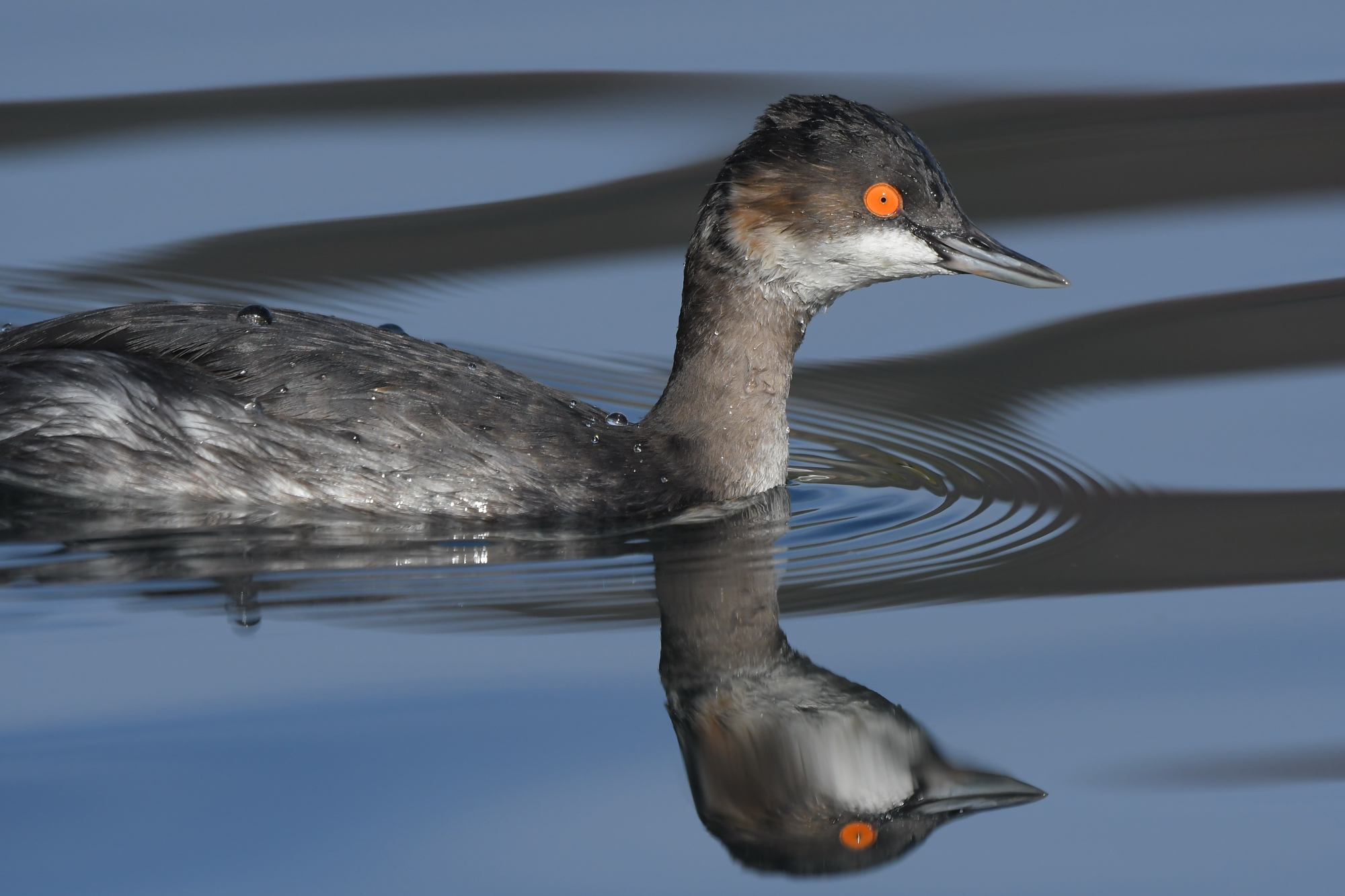 Podiceps nigricollis