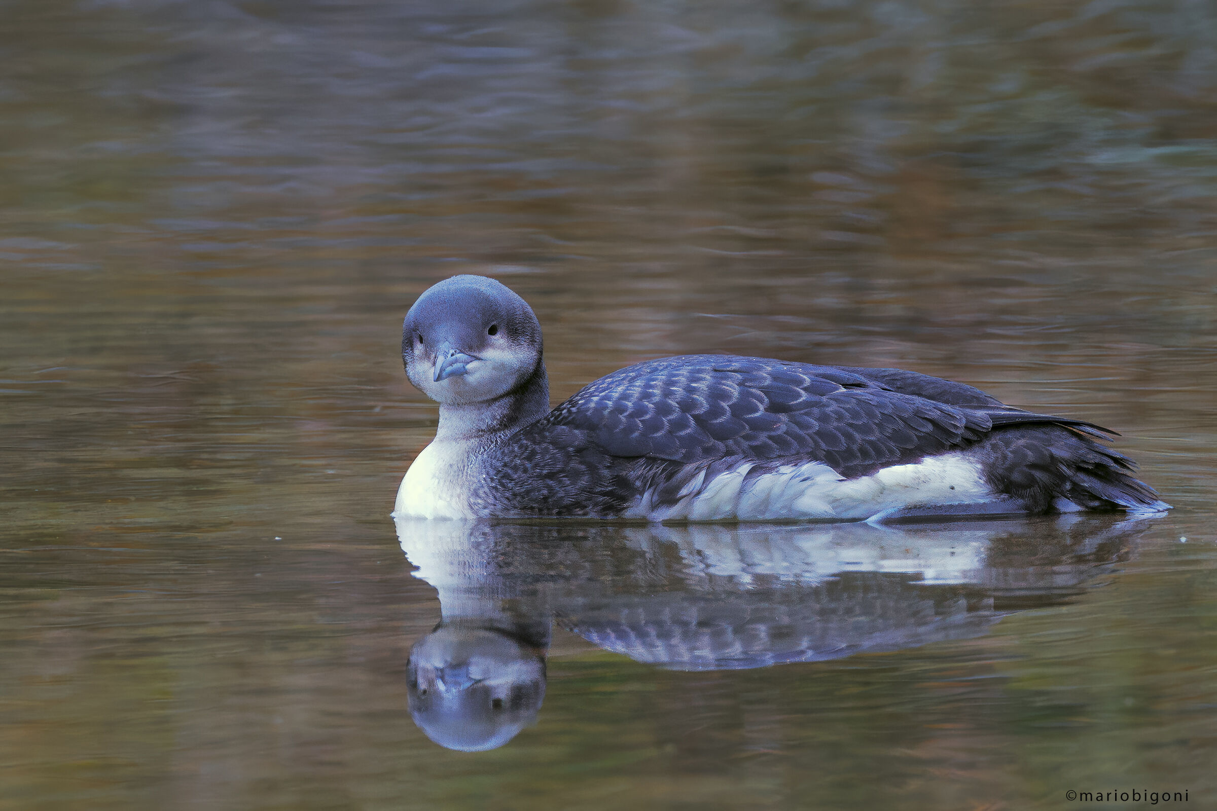 Black-throated diver