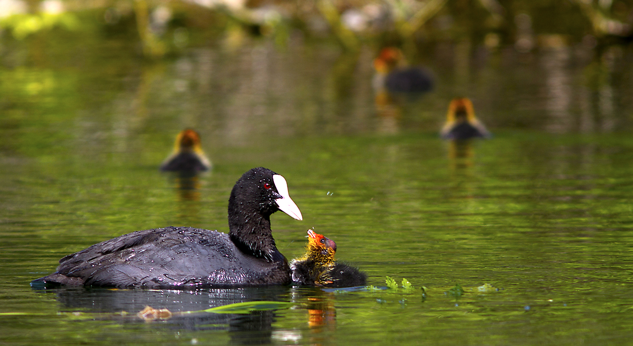 Le cure di mamma fologa