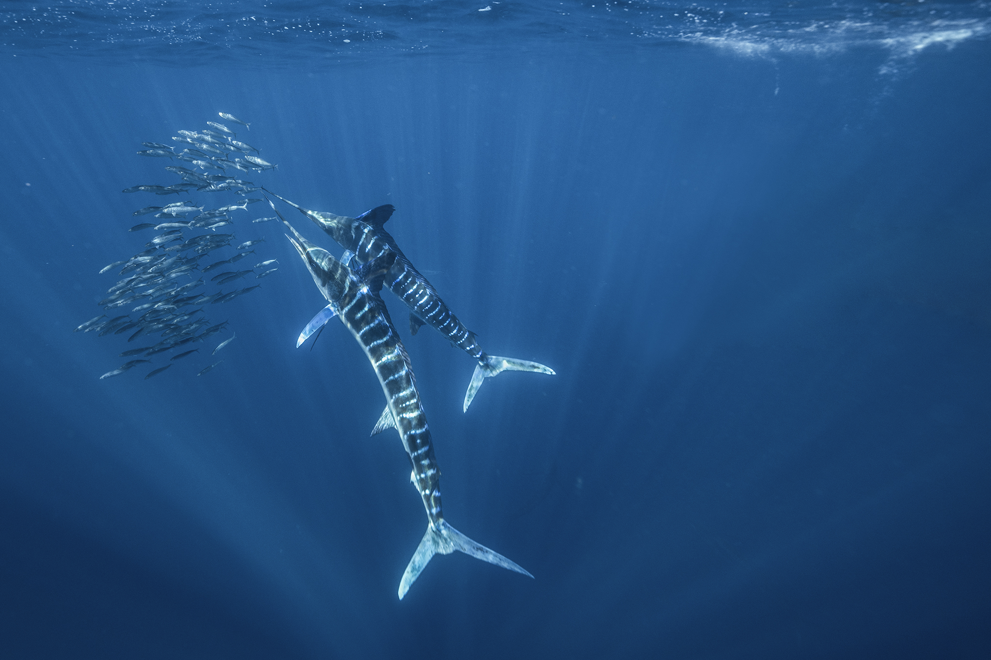 Marlin on the hunt for sardines