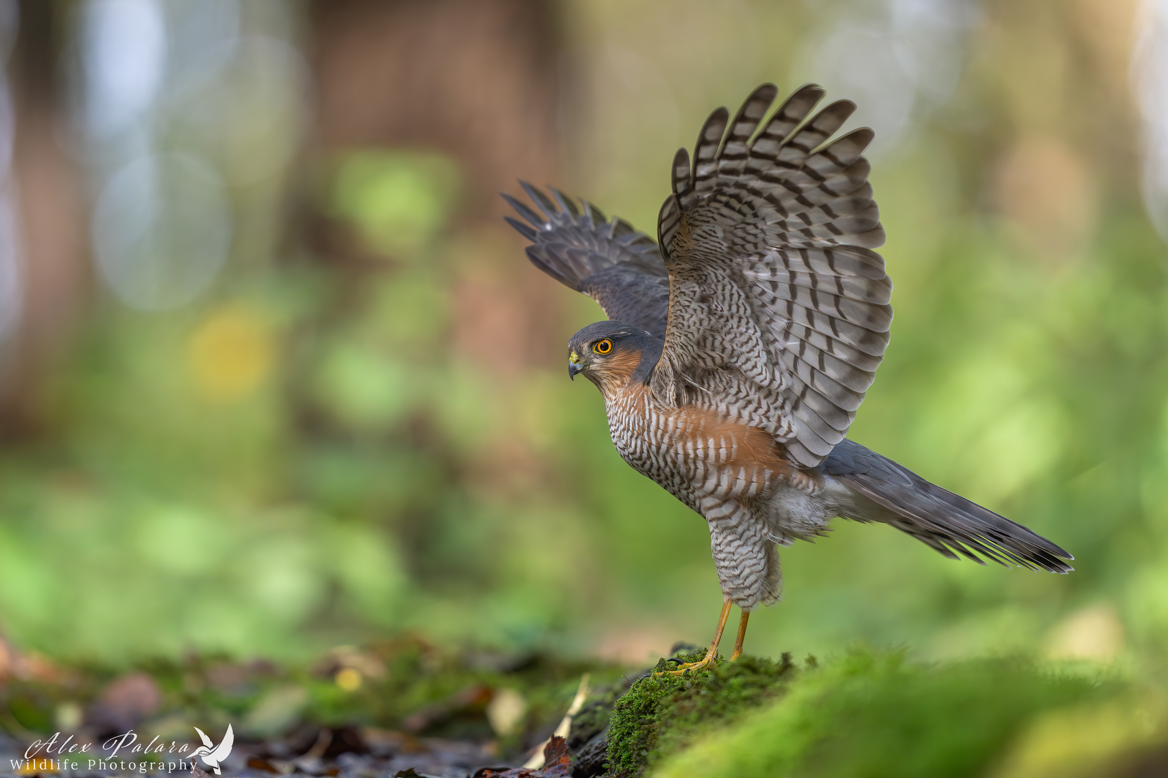 Sparrowhawk