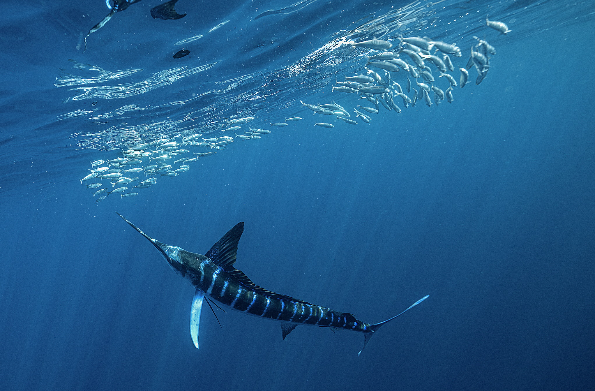 Marlin on the hunt