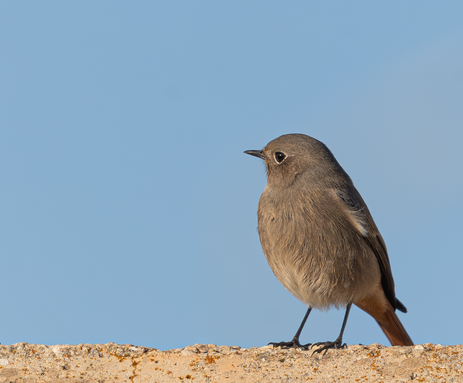 black redstart