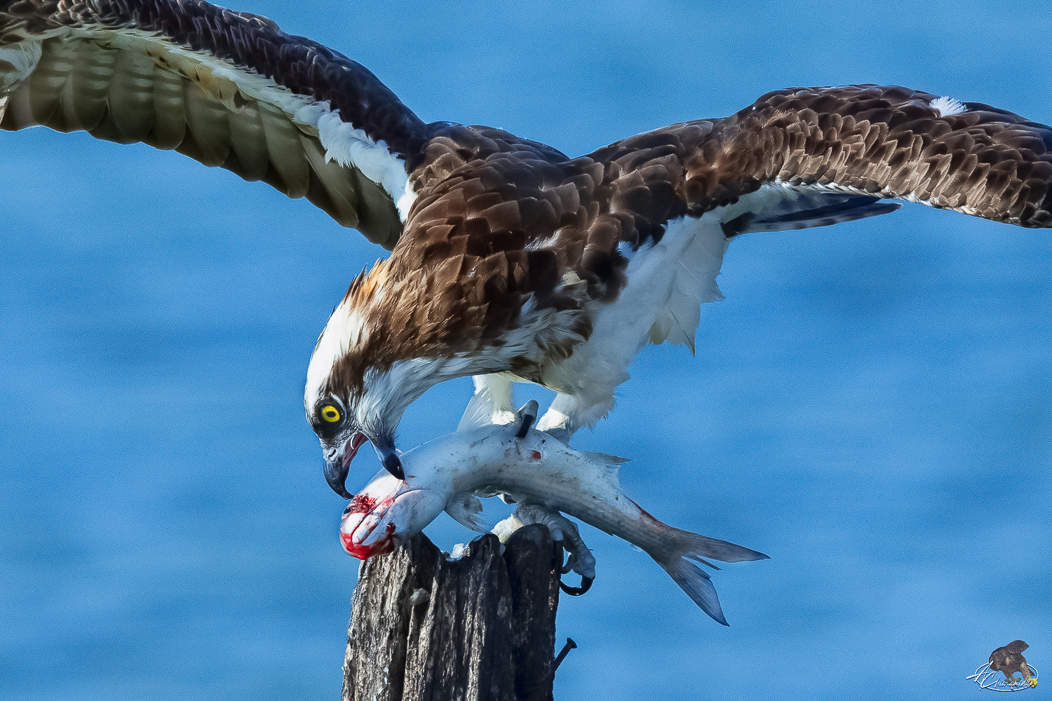 falco pescatore