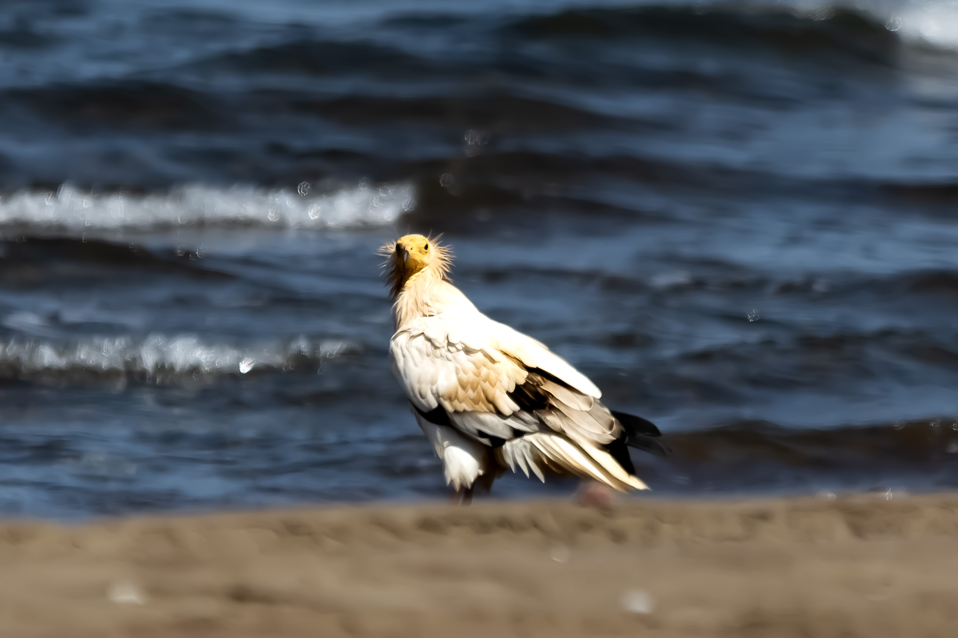 Egyptian vulture - Neophron percnopterus