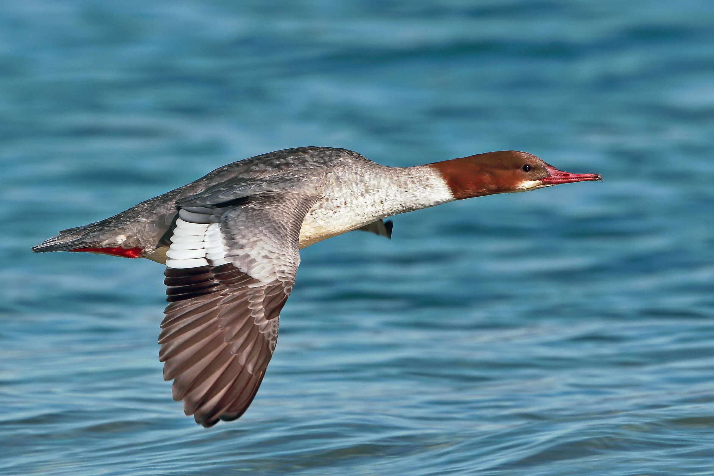 Femminuccia di Smergo.