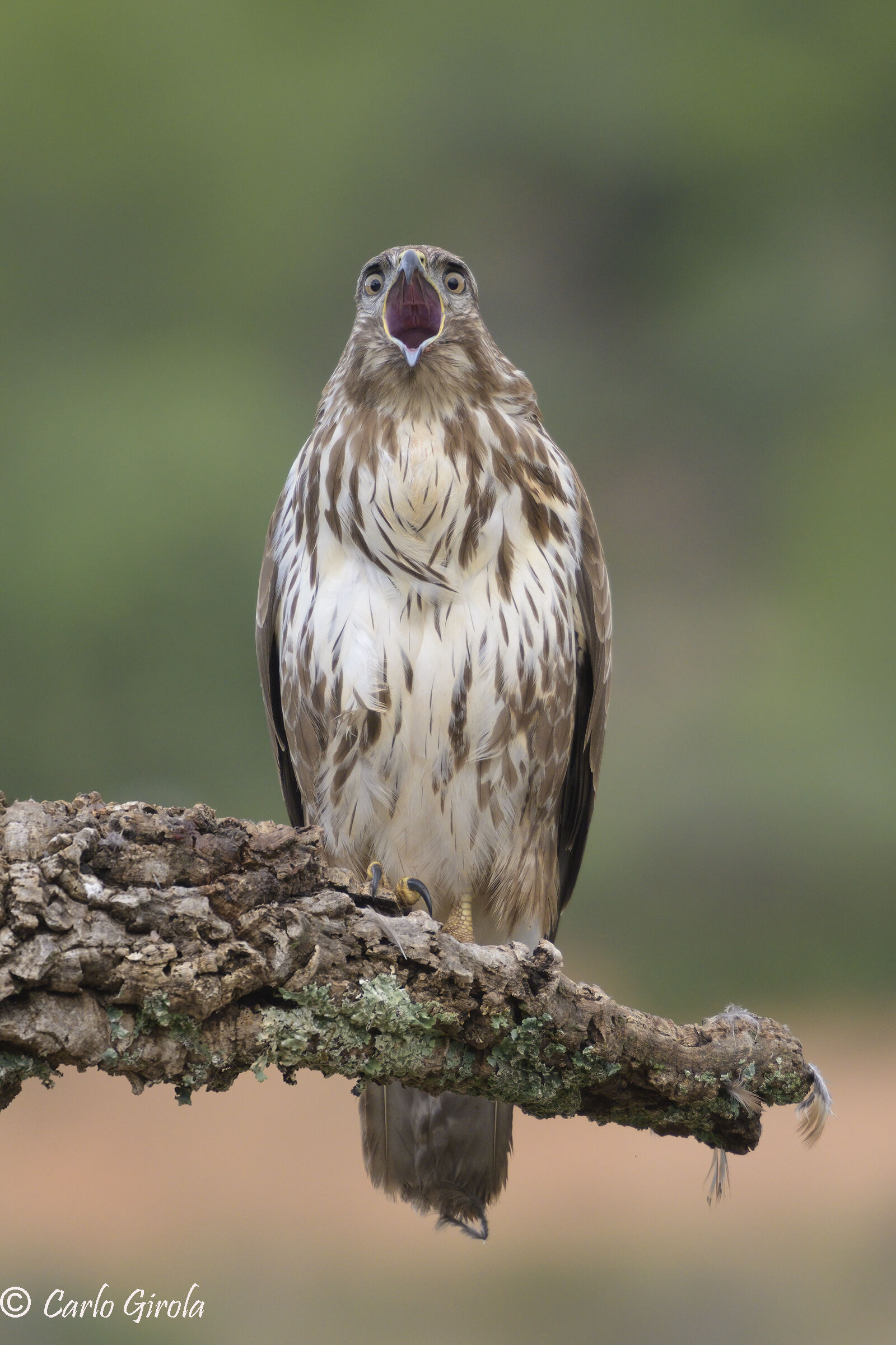 Buzzard (Buteo buteo)