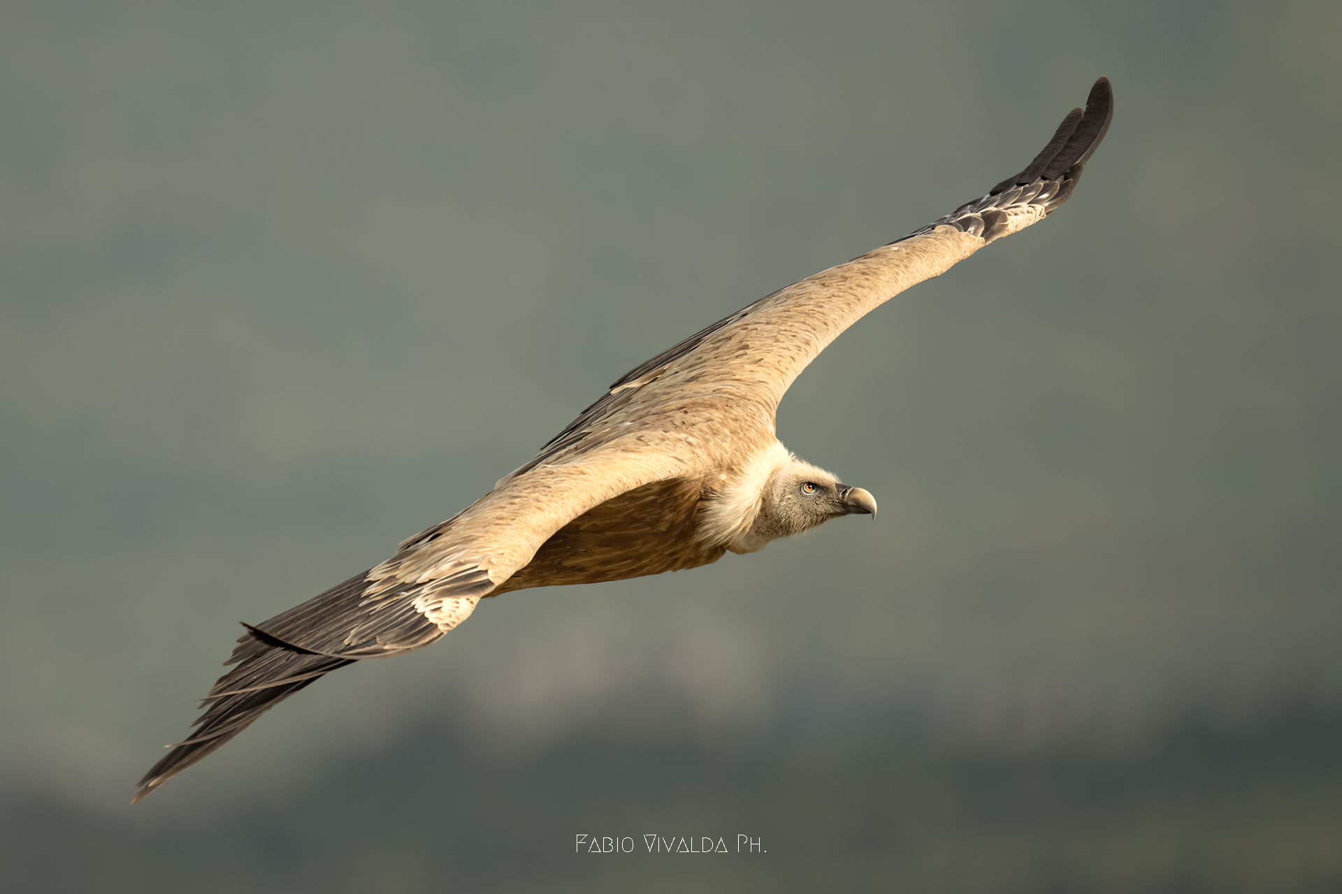 Il profilo del Grifone
