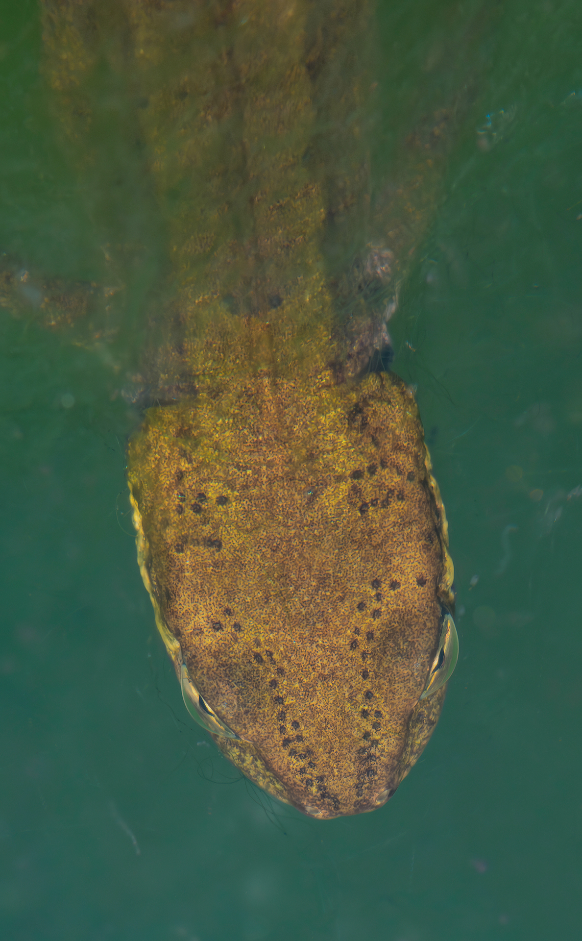 Triturus carnifex (crested newt)