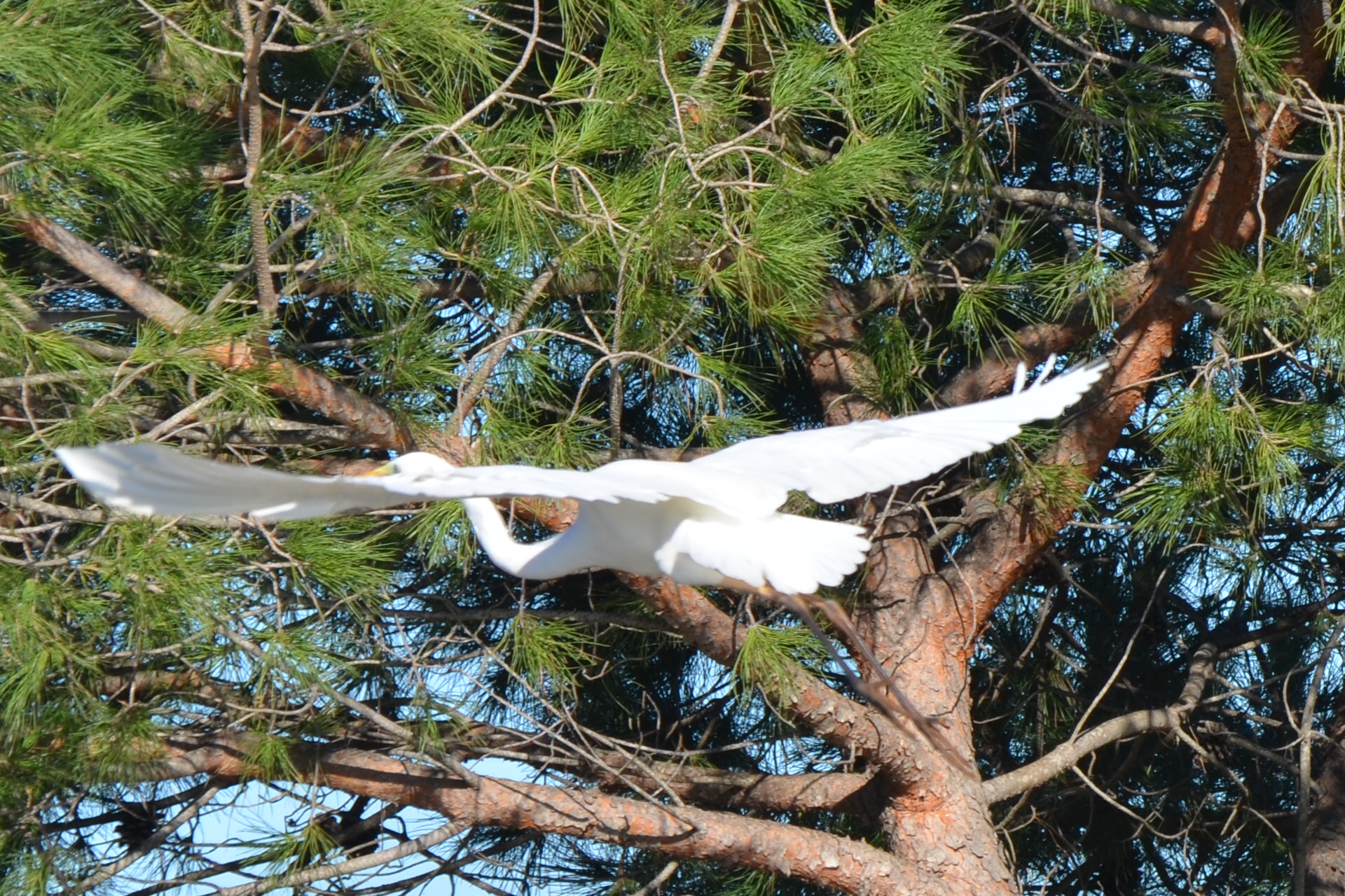 Herons Eastern Marsh of Lake Lesina