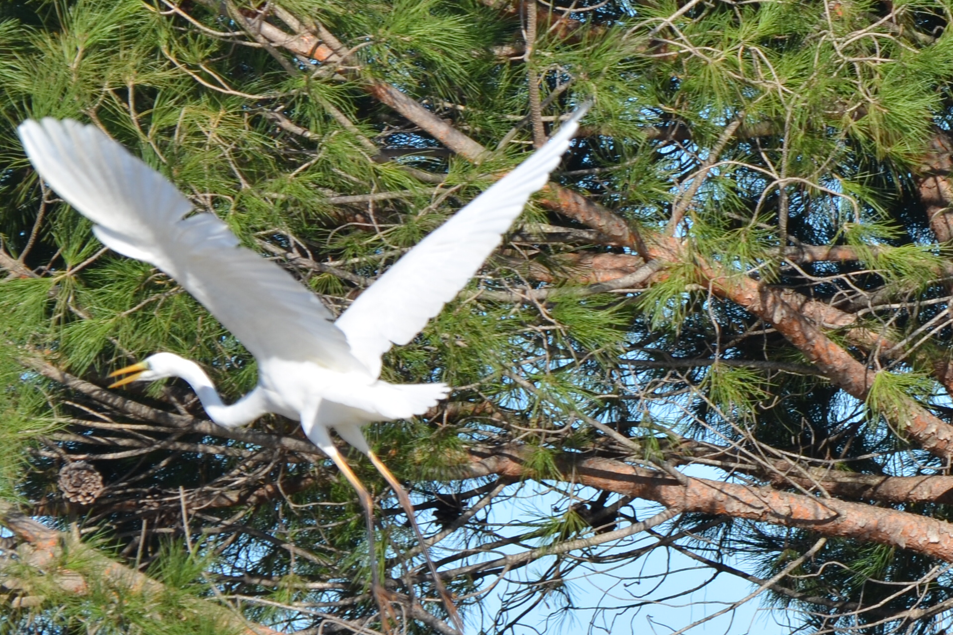 Herons marsh lake Lesina