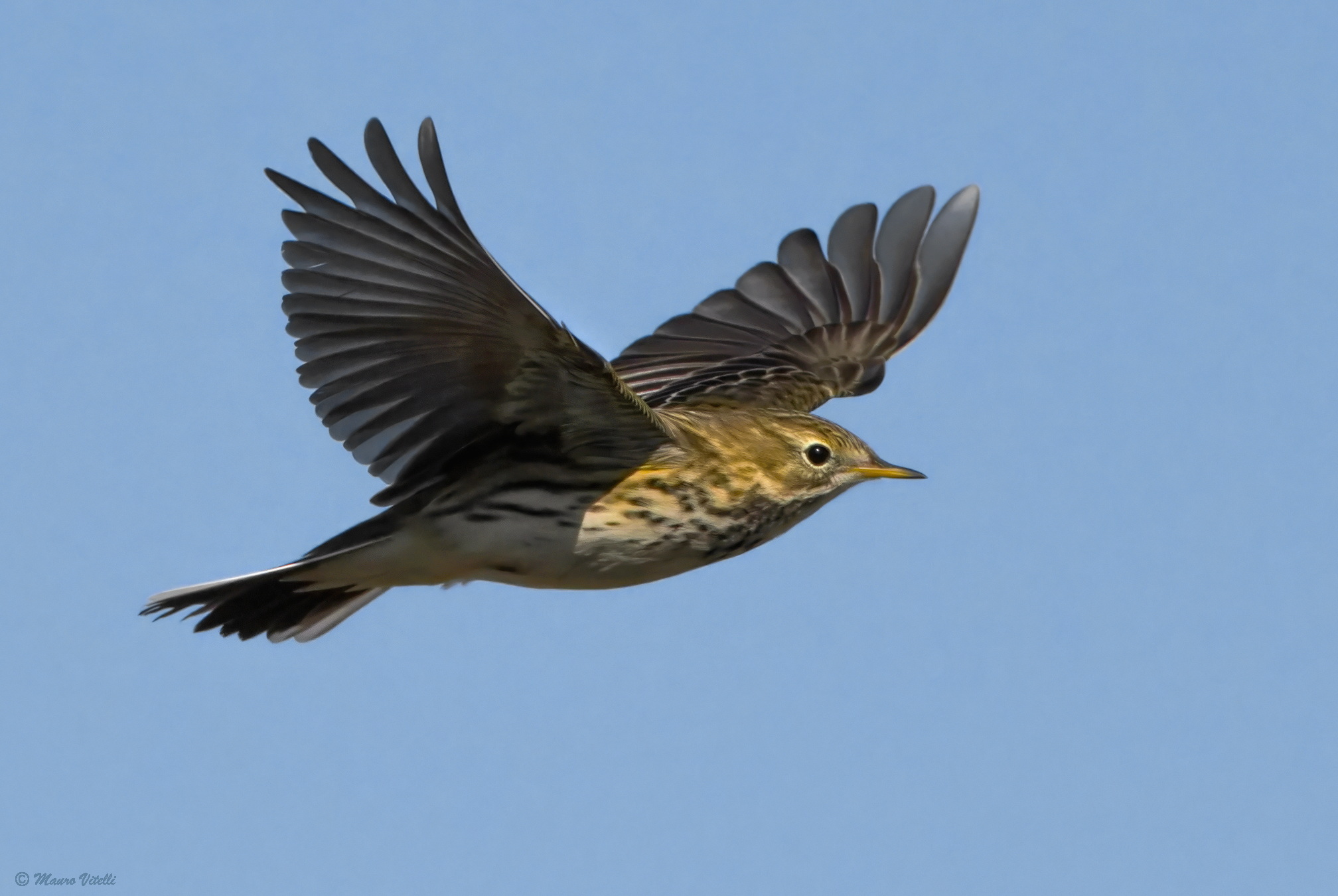 Pipit (Anthus pratensis)