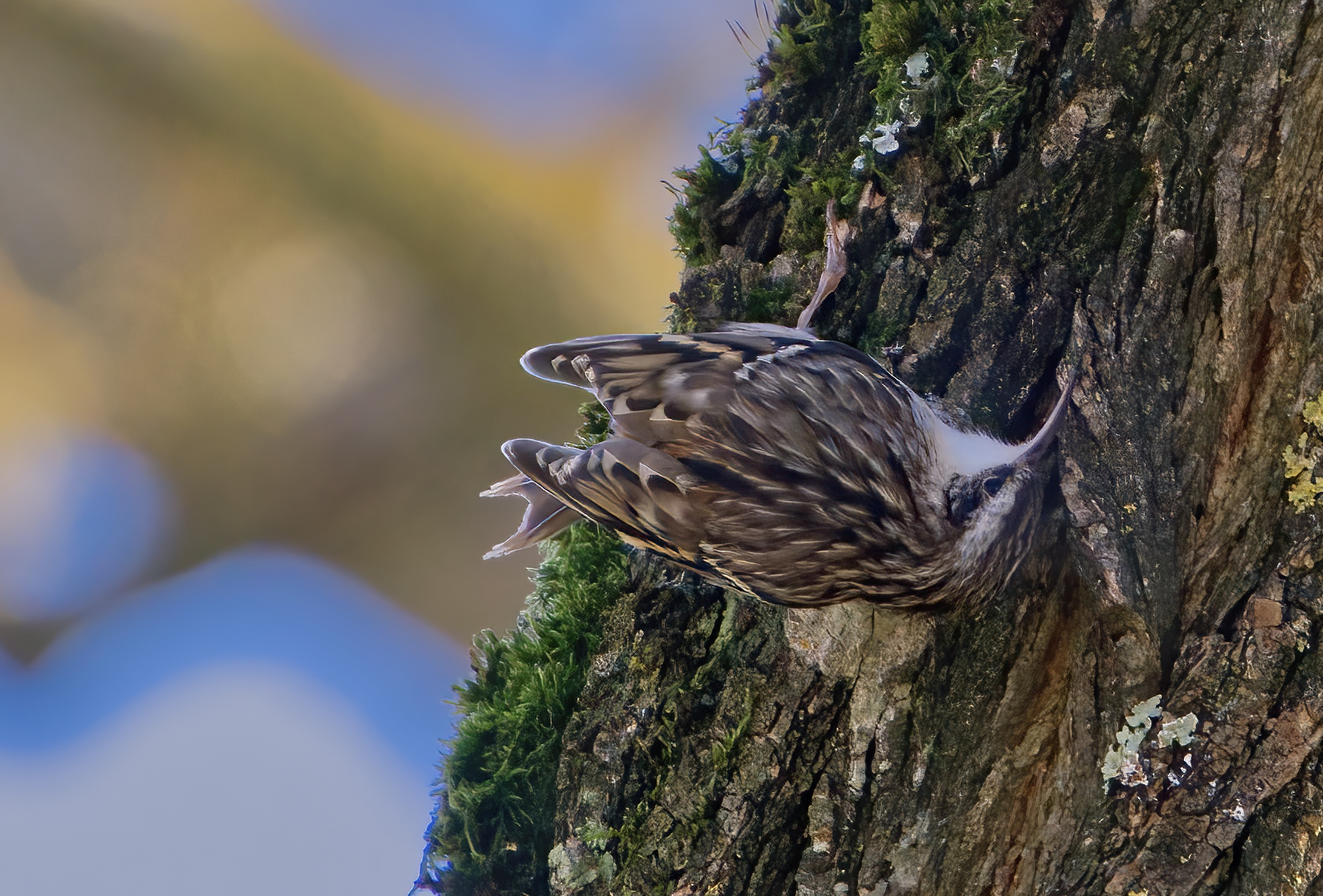 Le strane pose del rampichino