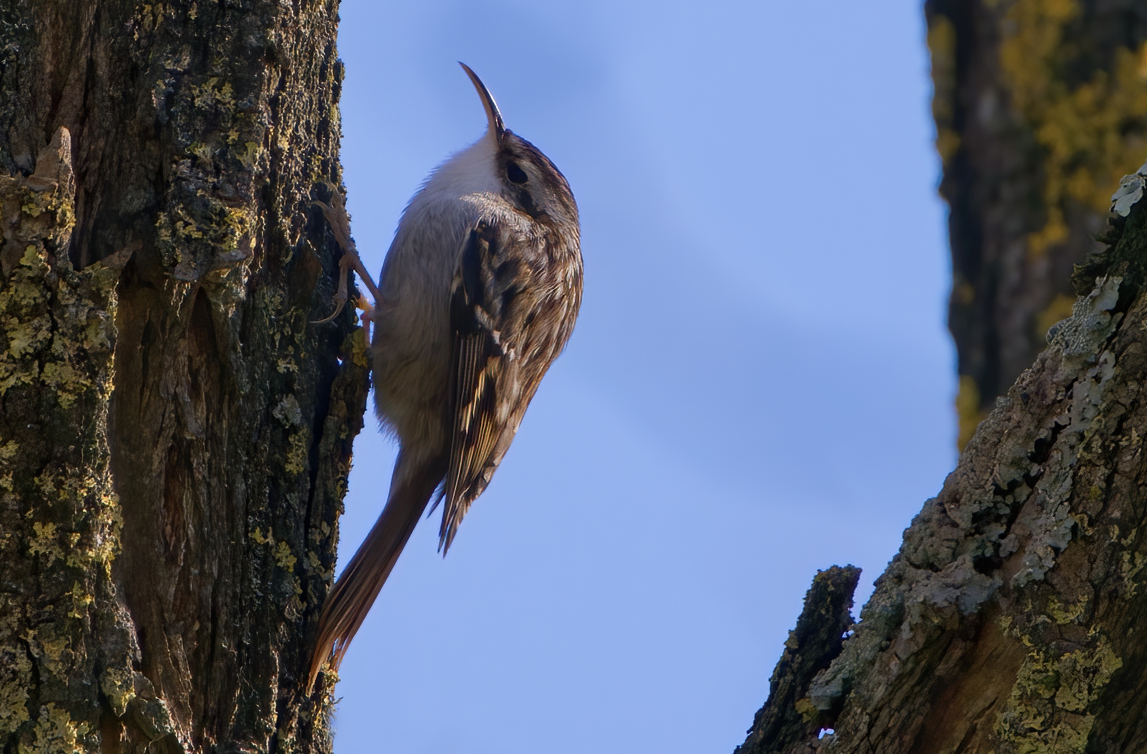 Il rampichino