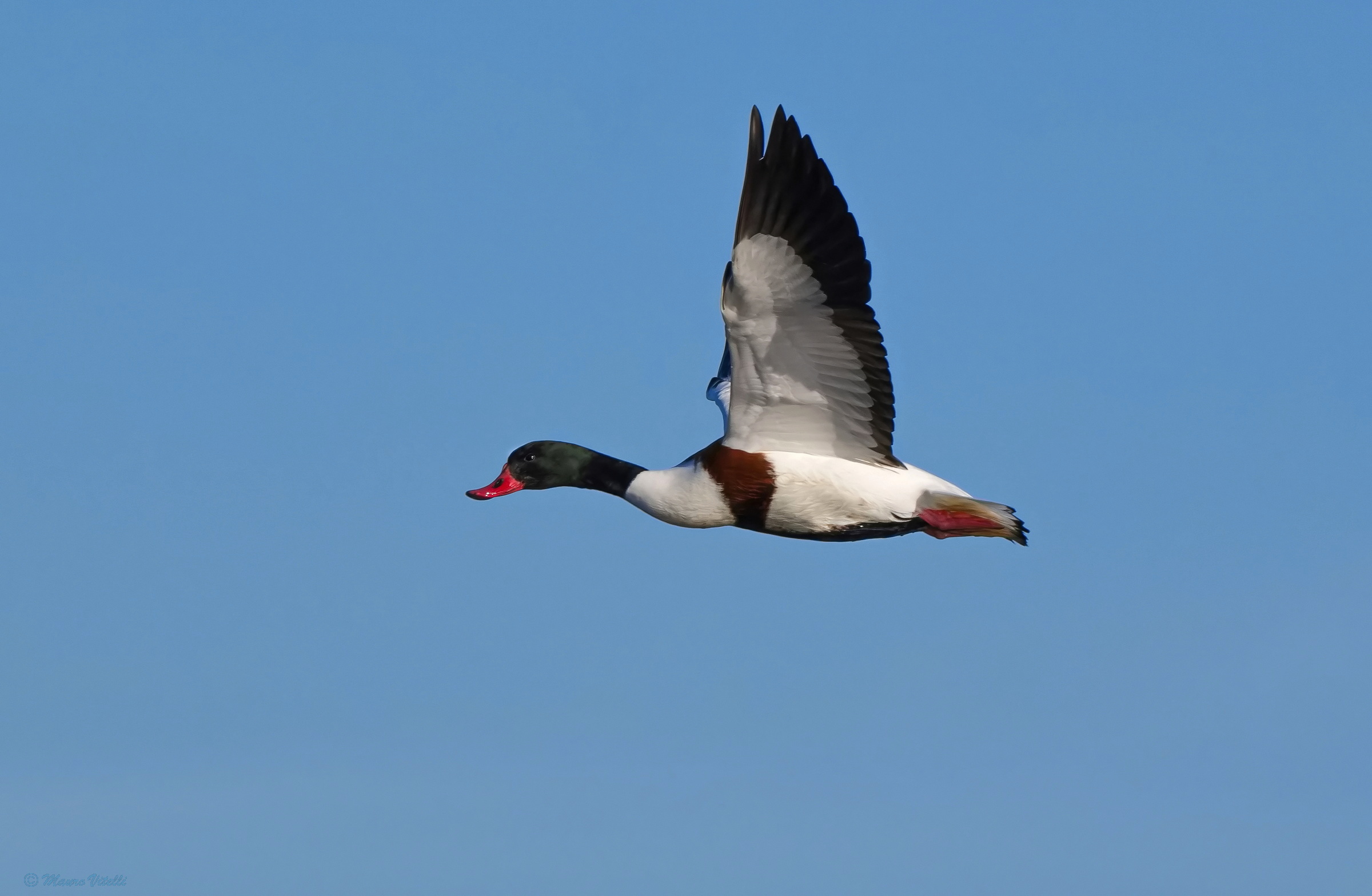 Shelduck (Tadorna tadorna)