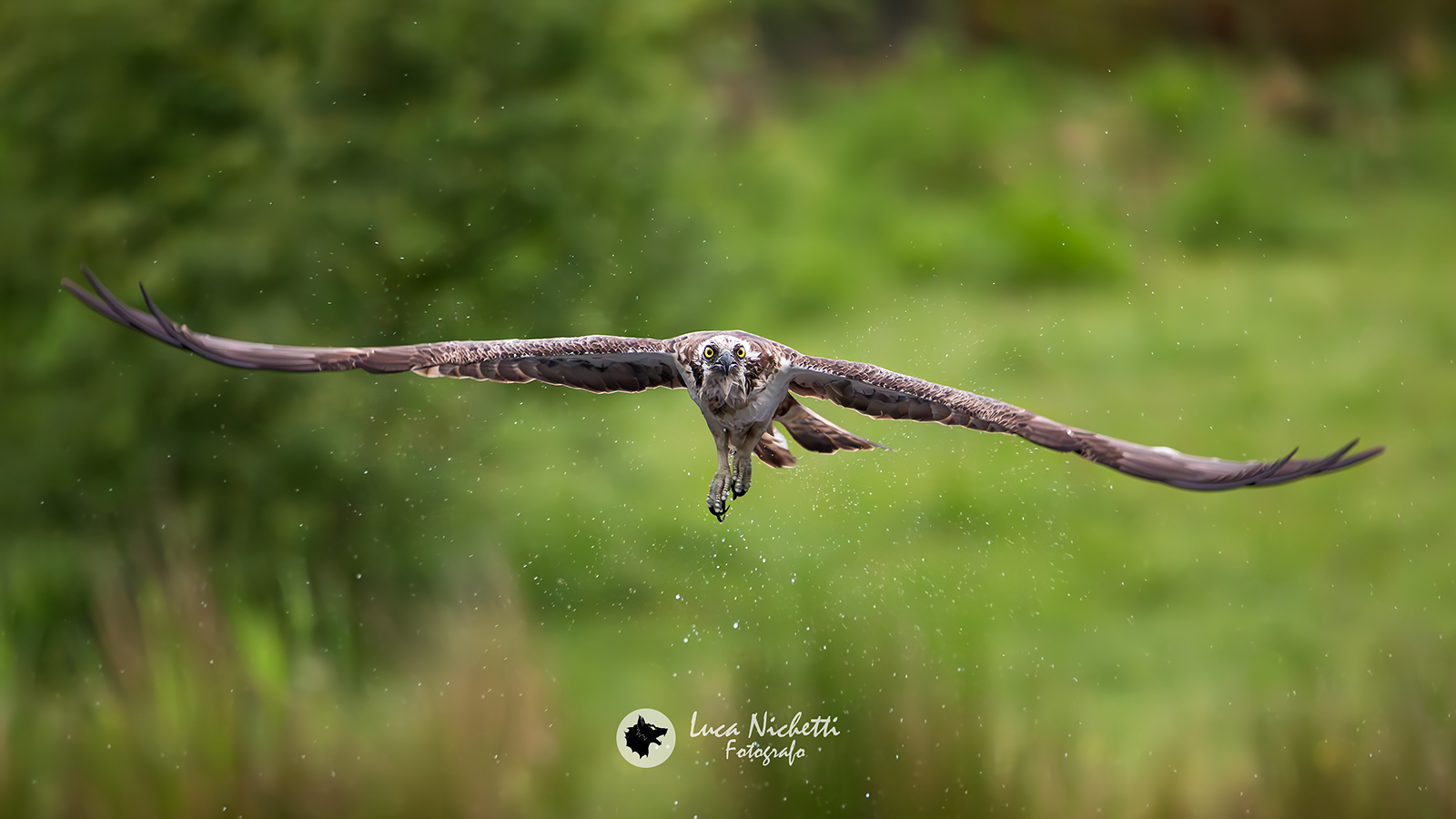 Osprey in flight