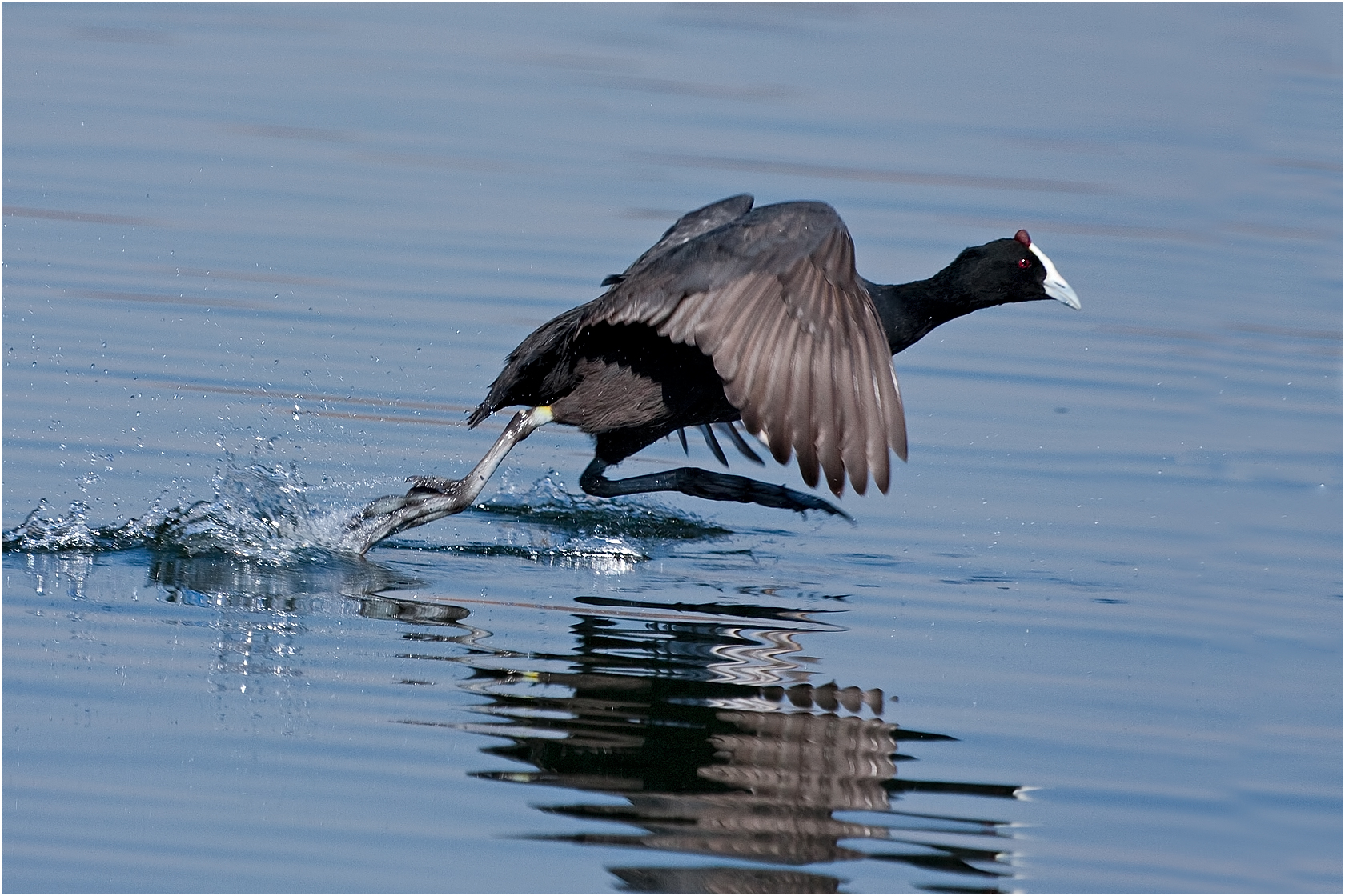 Red-knobbed Coot