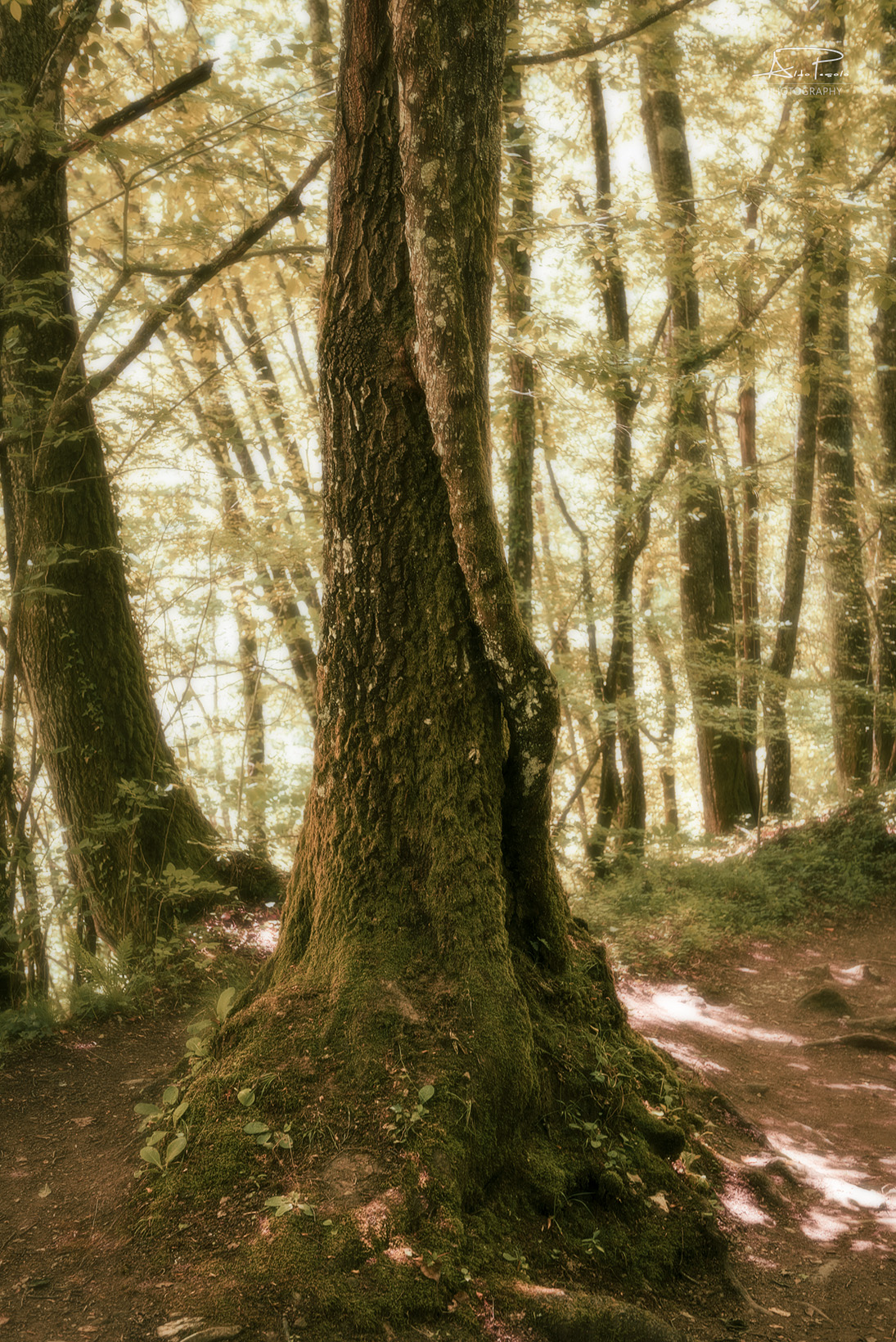 Inside the Forest