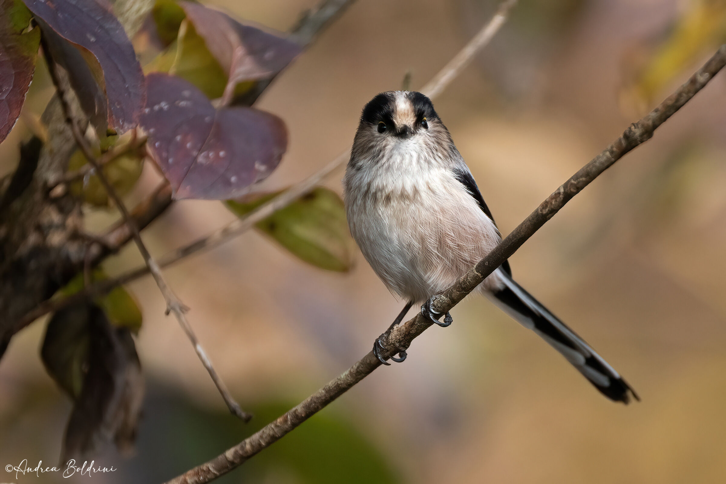 Long-tailed