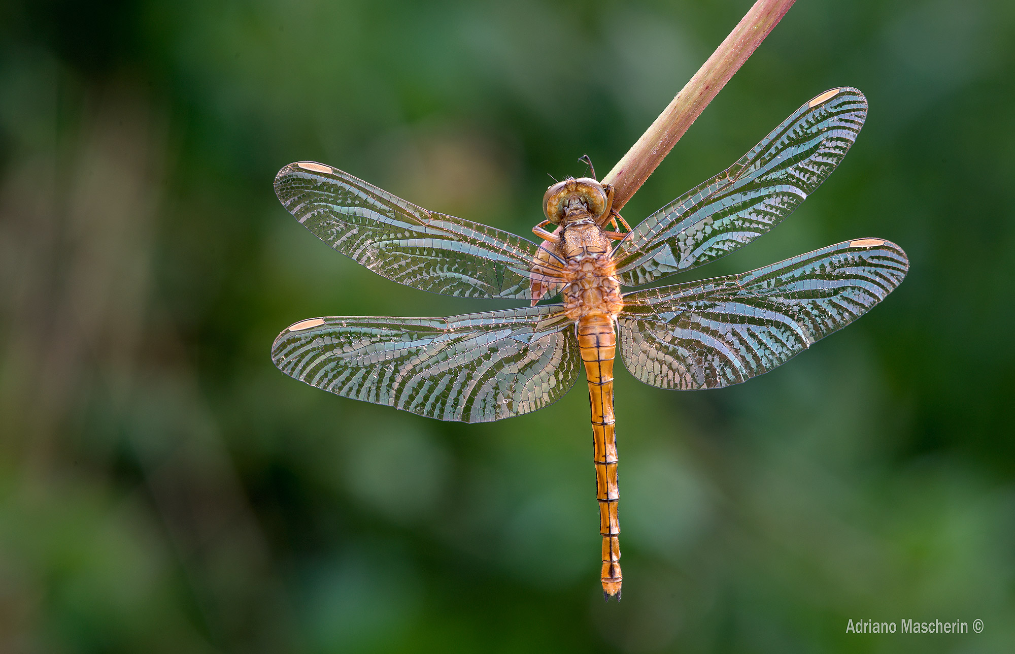 Mi asciugo le ali...