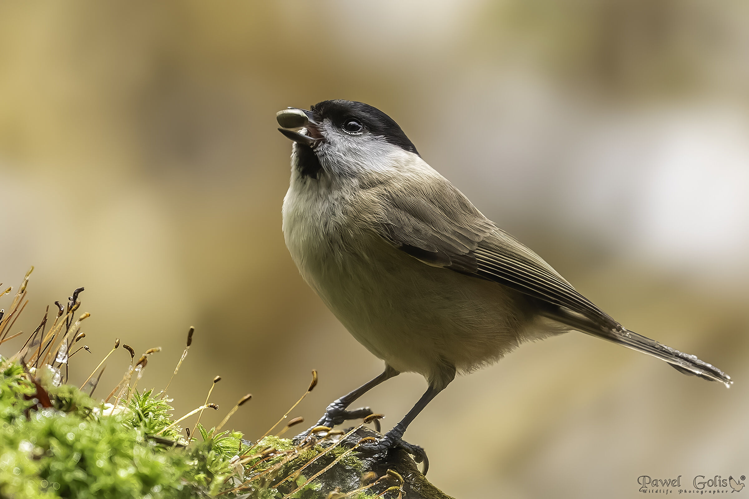 Cincia palustre (Parus palustris)