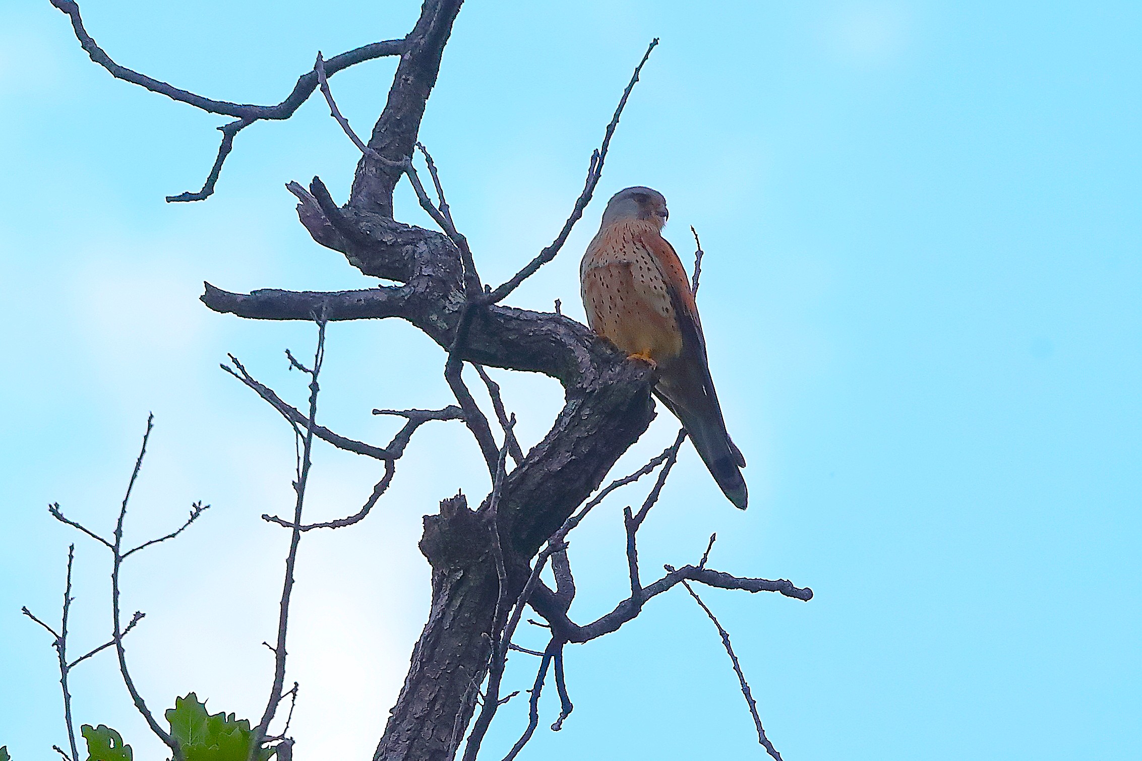 Gheppio 17 maggio 2024 - 0101