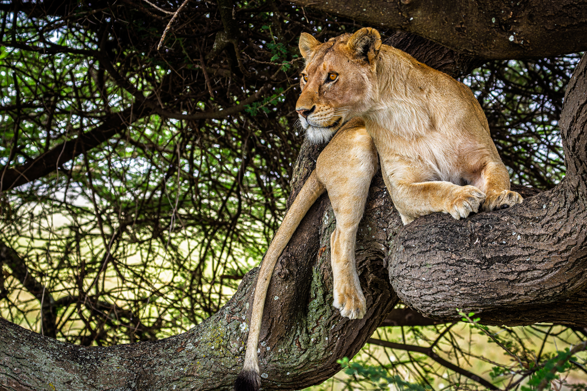 Leonessa - Serengeti National Park