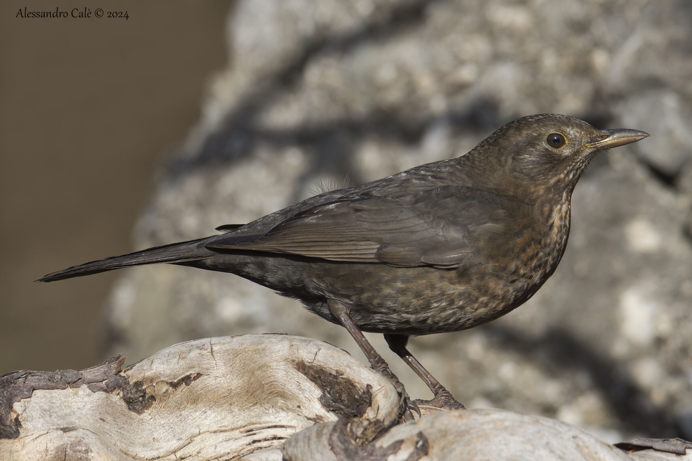 Turdus merula (Blackbird) F 2556