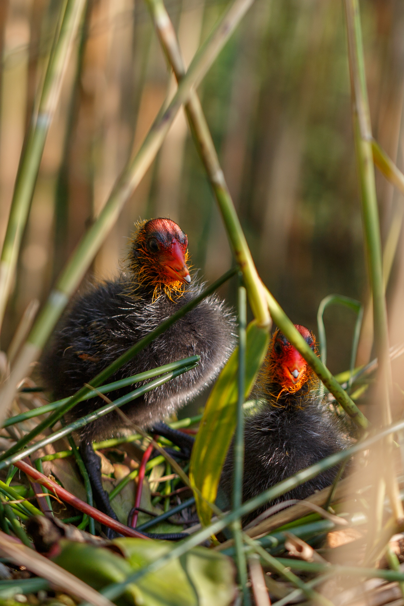Coot chicks