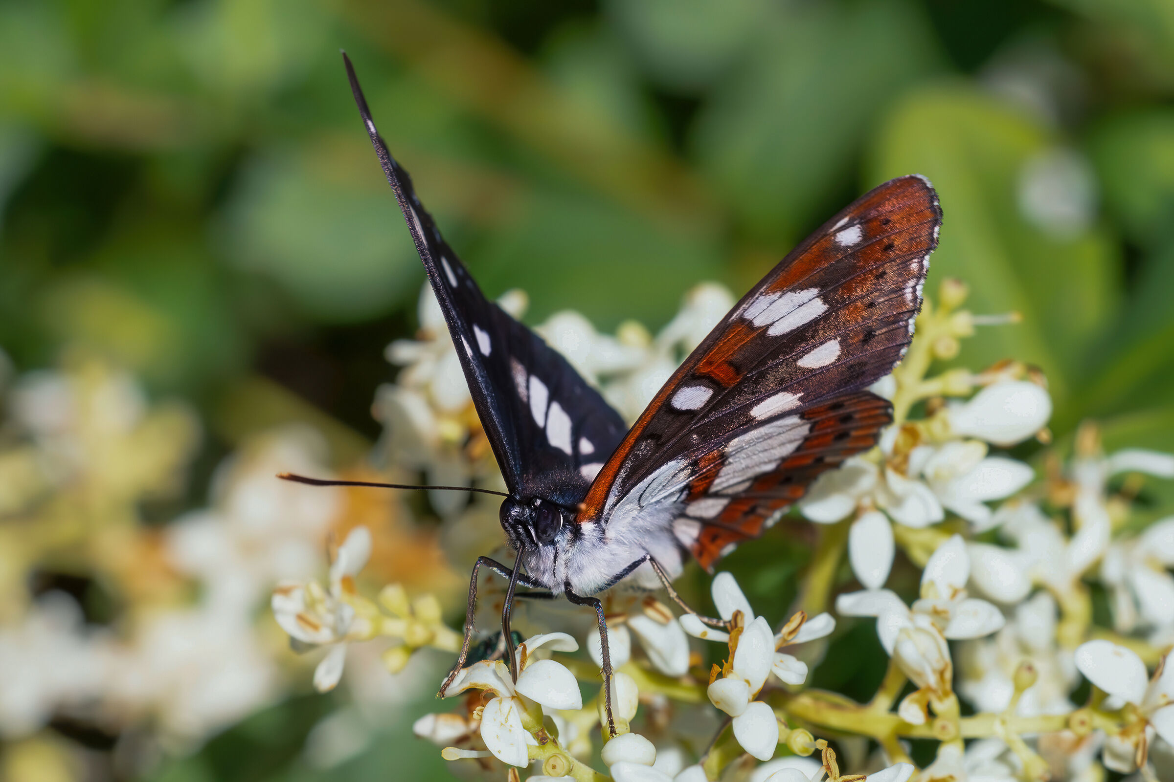 Limenitis reducta