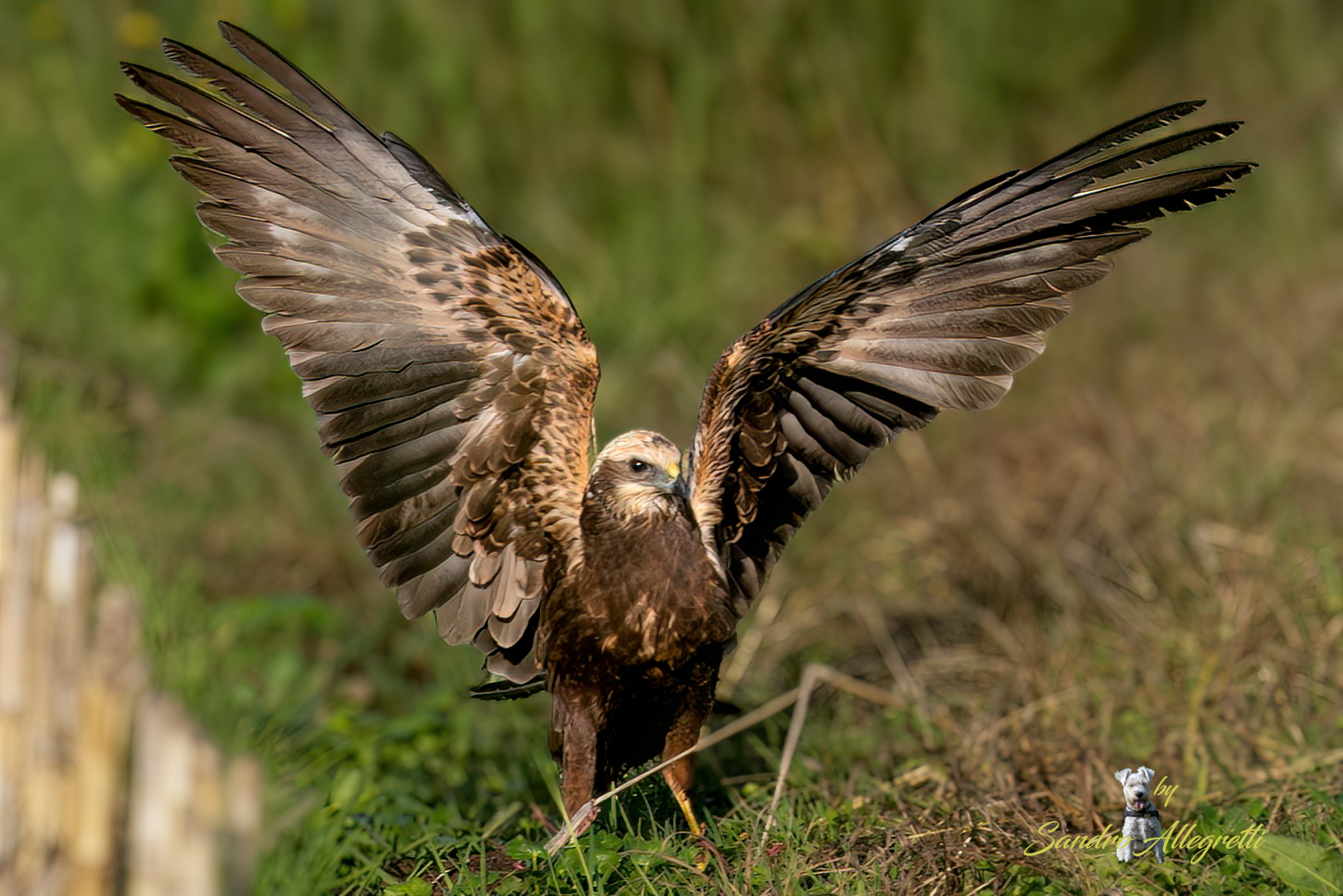 Il falco di palude (Circus aeruginosus)
