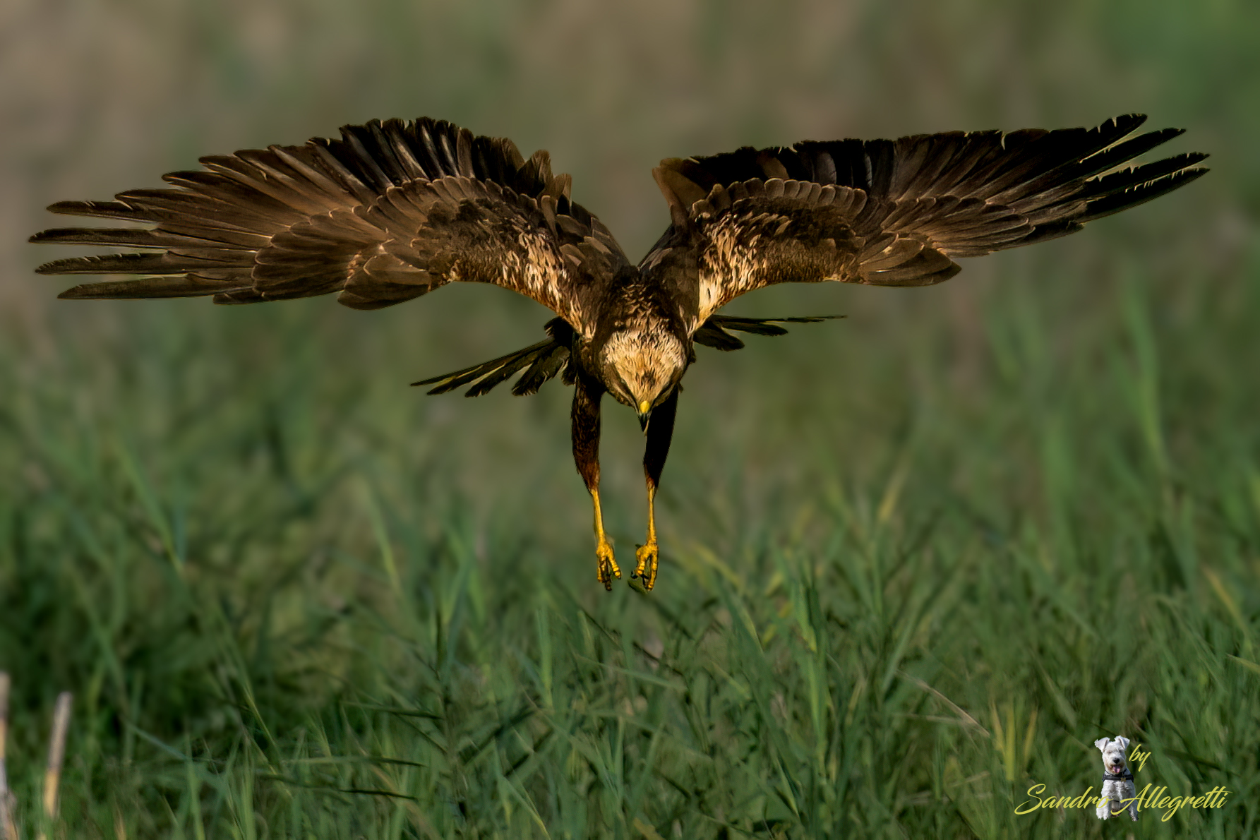 Il falco di palude (Circus aeruginosus)