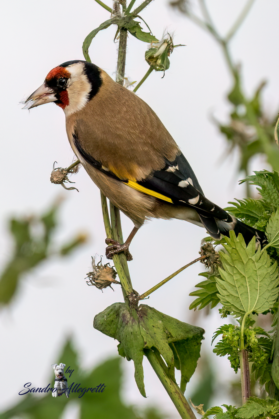 Il cardellino (Carduelis carduelis)