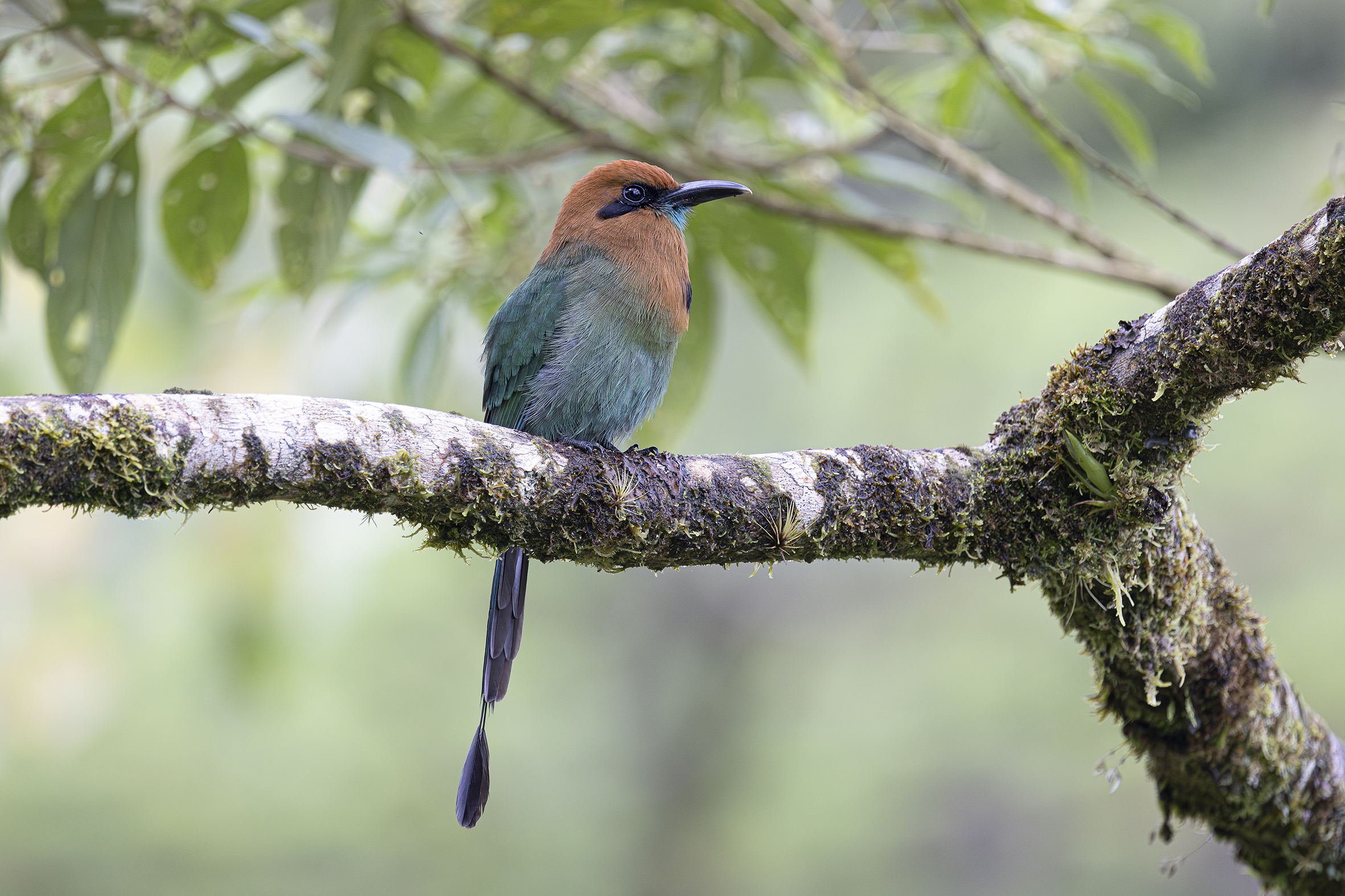 Broad-billed motmot