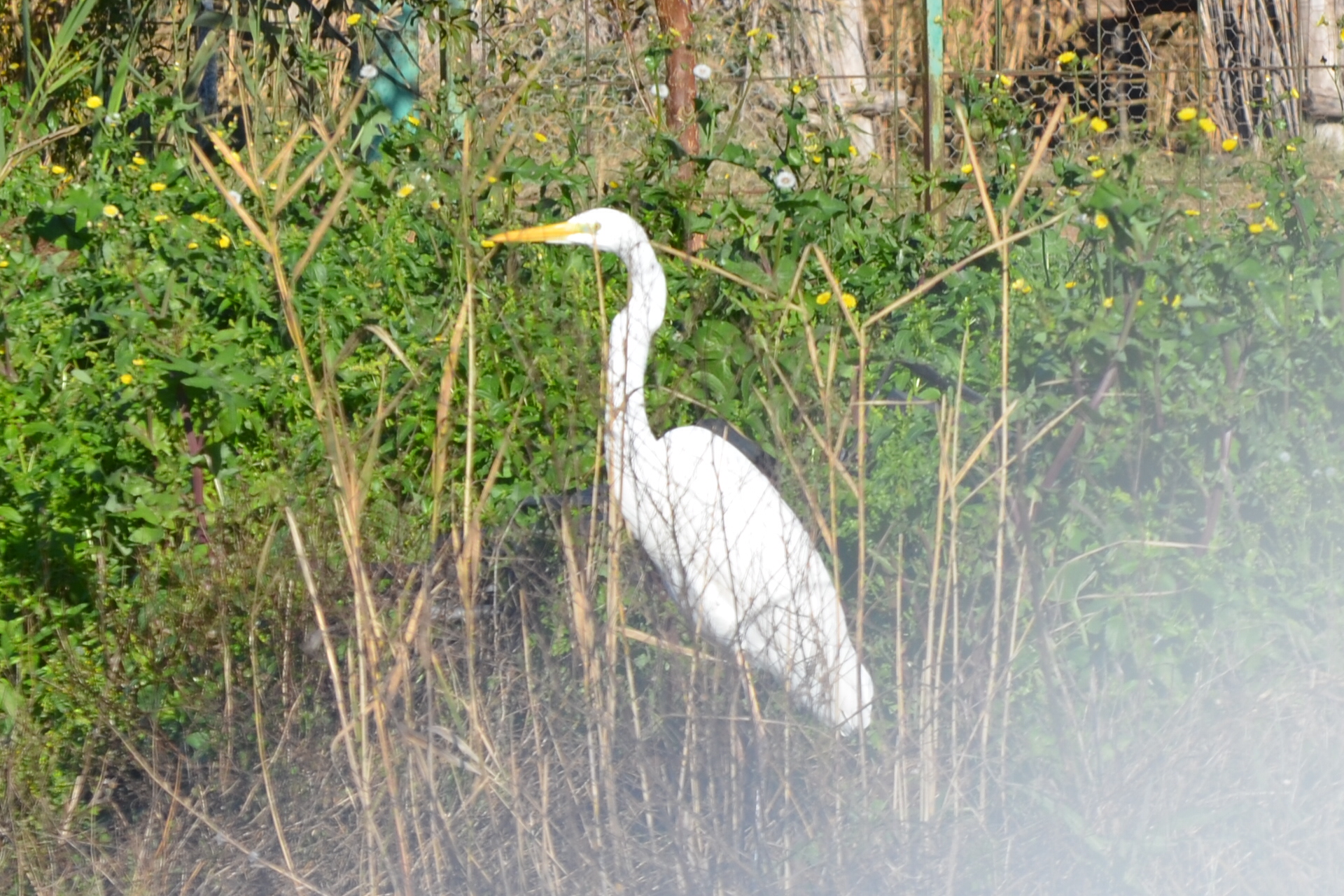 Heron Lake Lesina Marsh - Harganogano