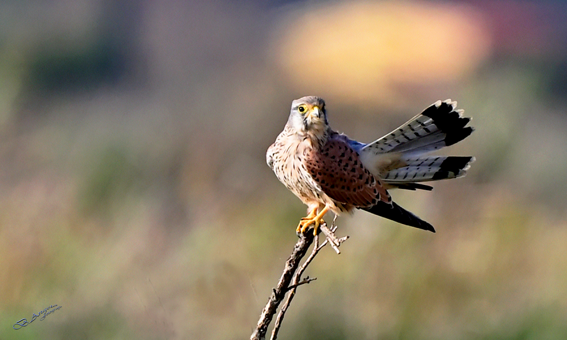 " Kestrel "