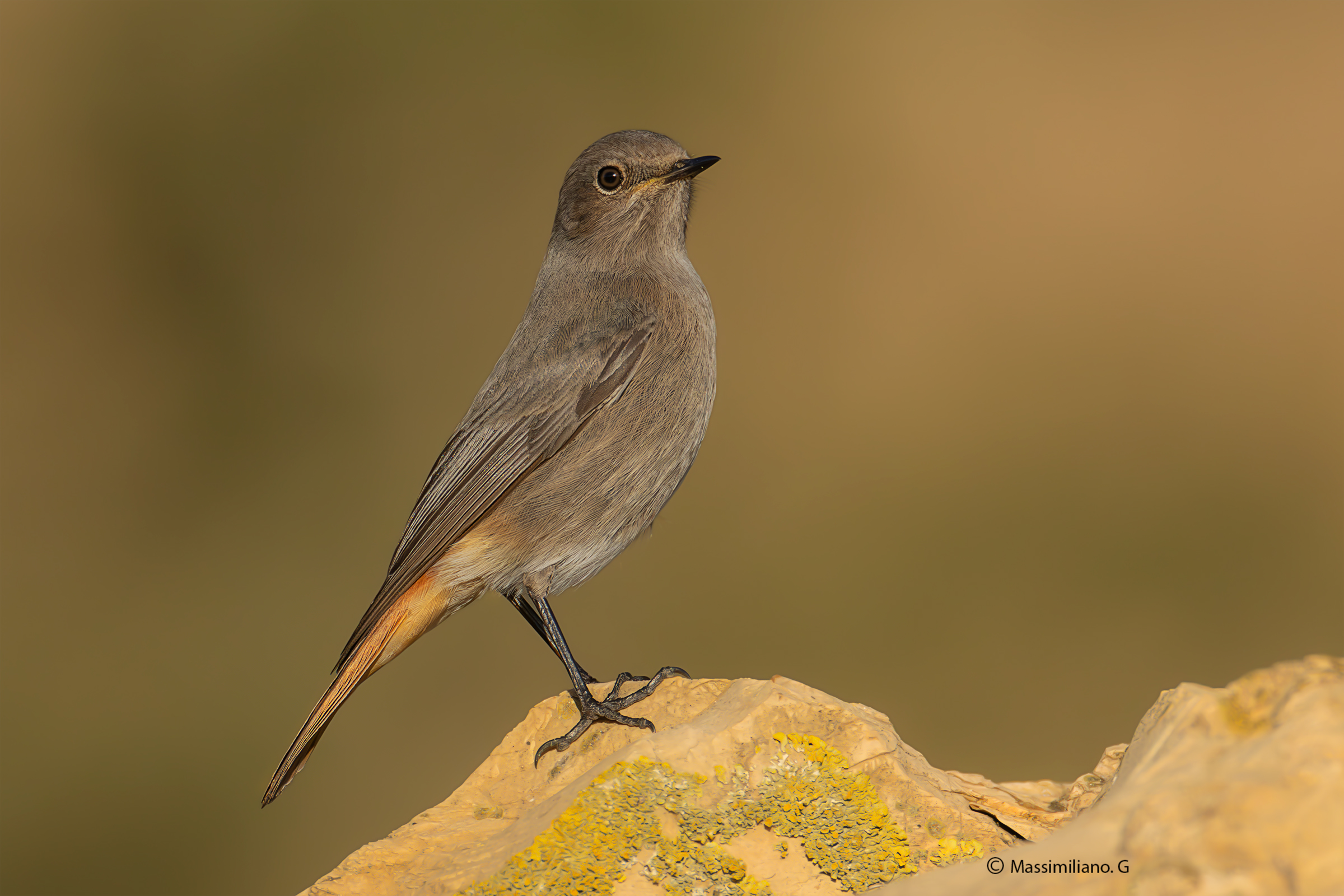 Redstart