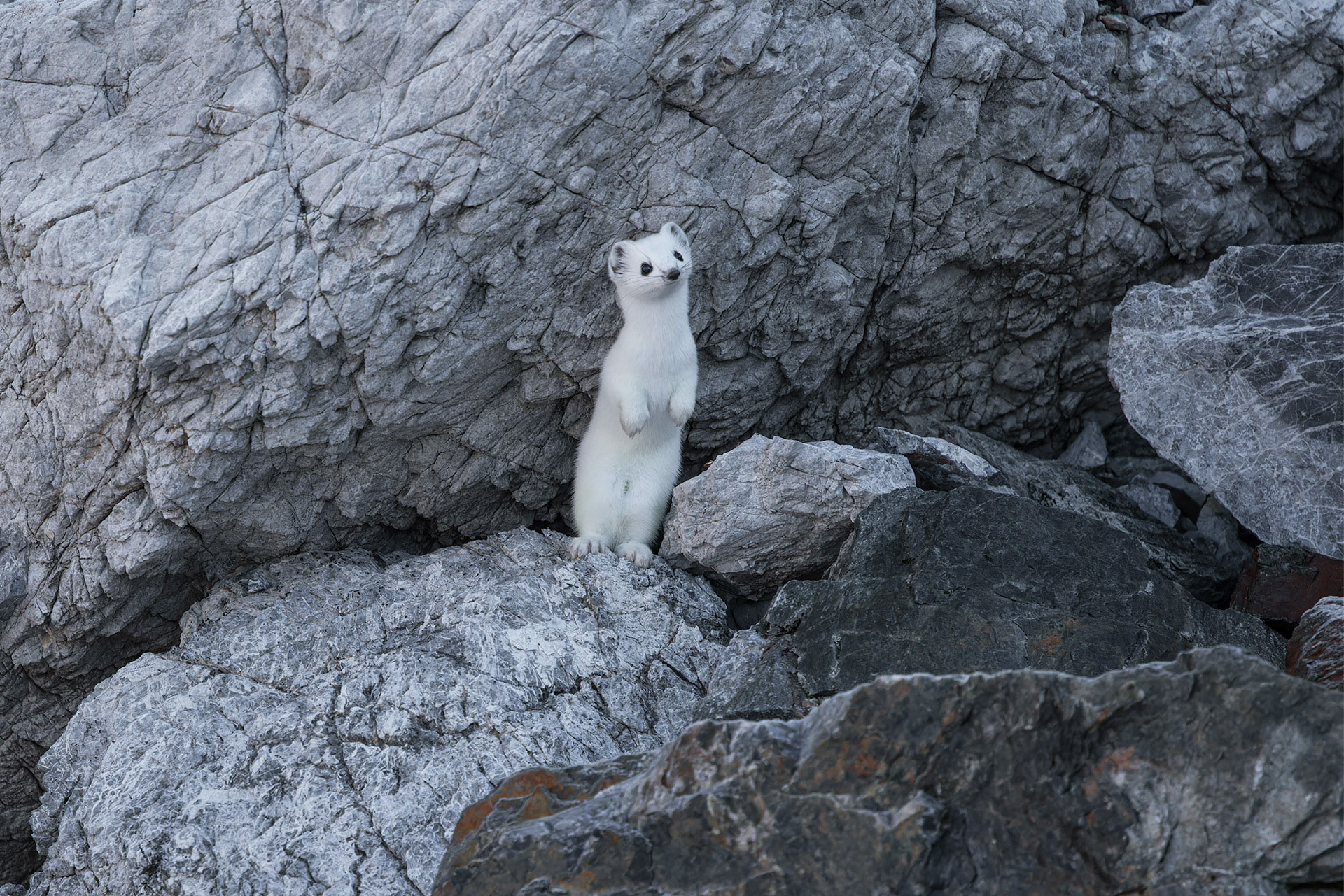 Ermine