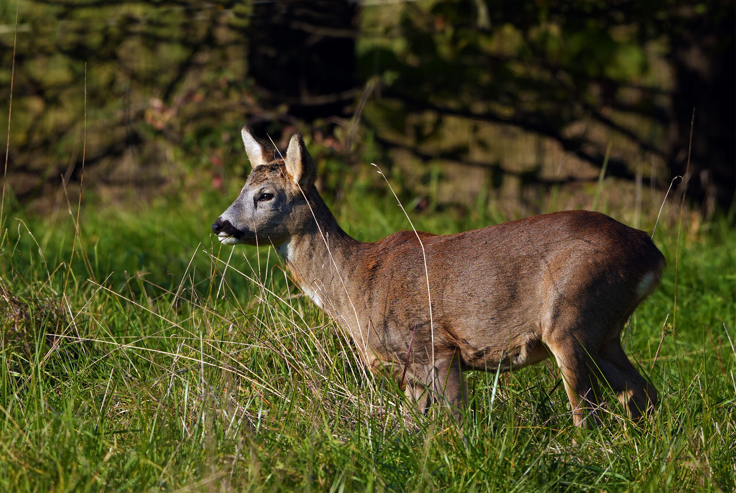 roe deer