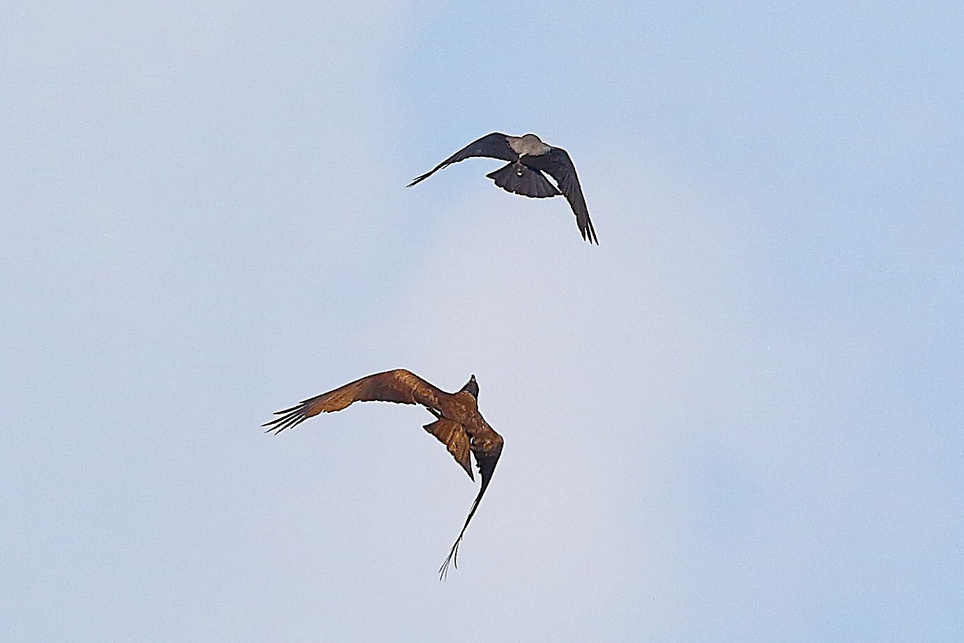 Nibbio bruno 12 maggio 2024 - 9160