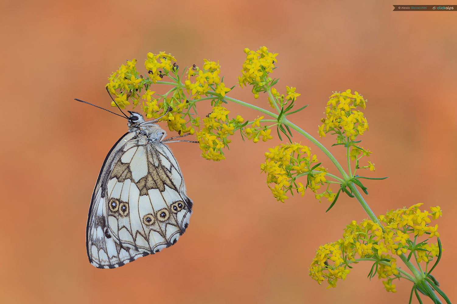 Melanargia galathea