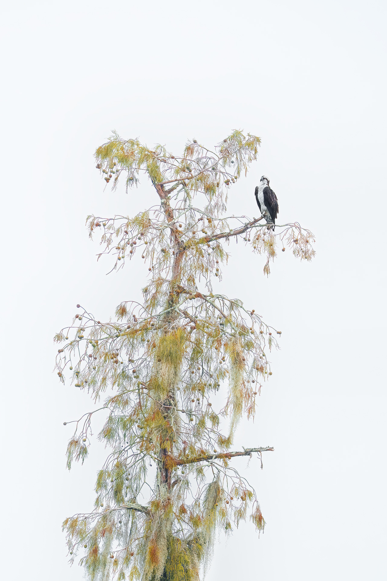 osprey over cypress of Louisiana USA