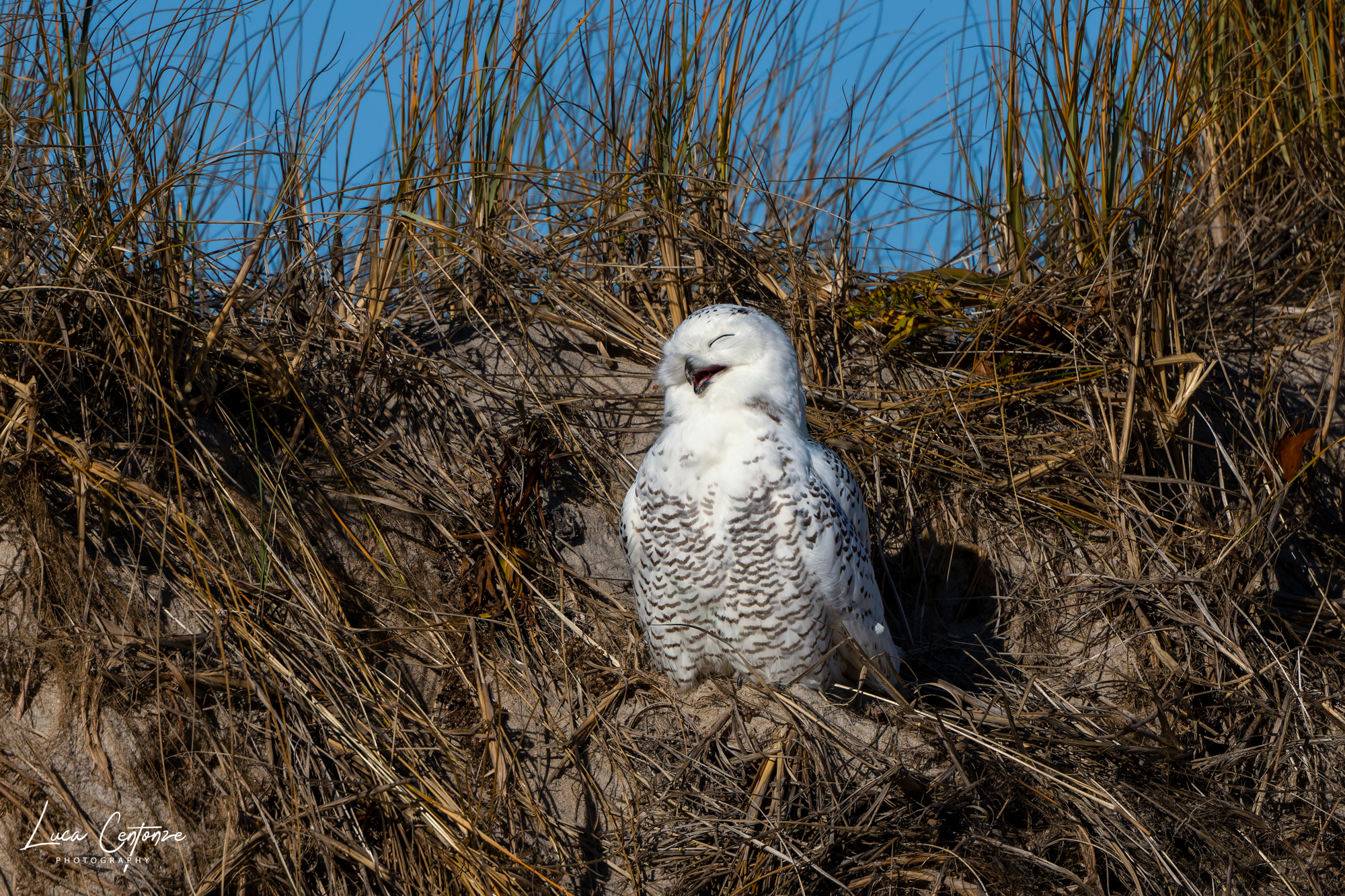Snowy Owl (Bubo scandiacus)