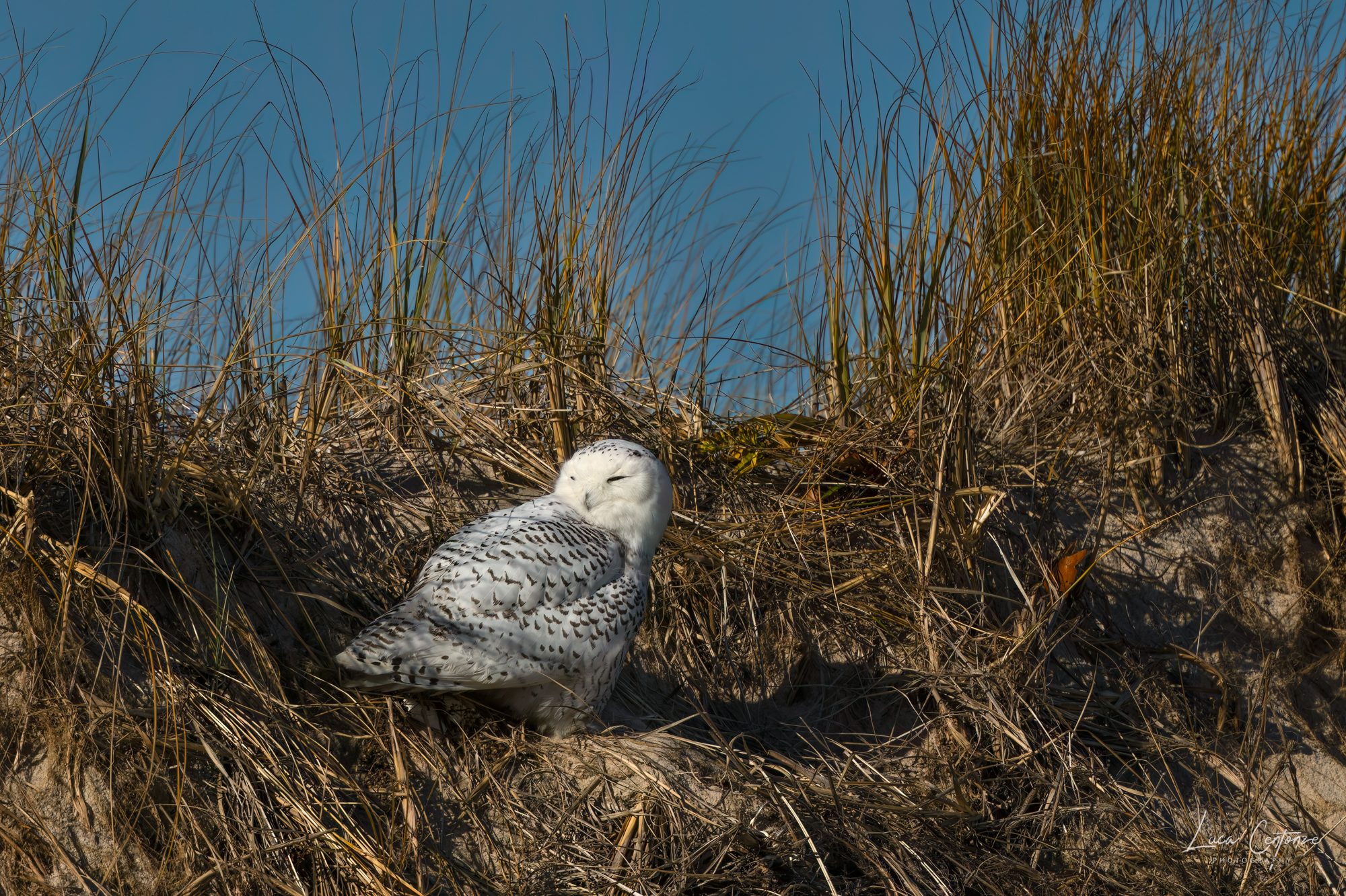 Snowy Owl (Bubo scandiacus)