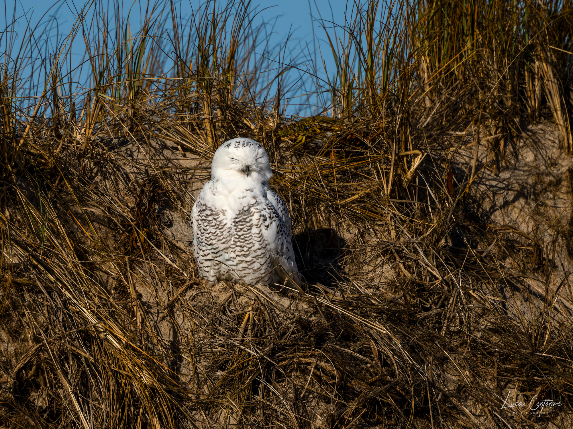 Snowy Owl (Bubo scandiacus)