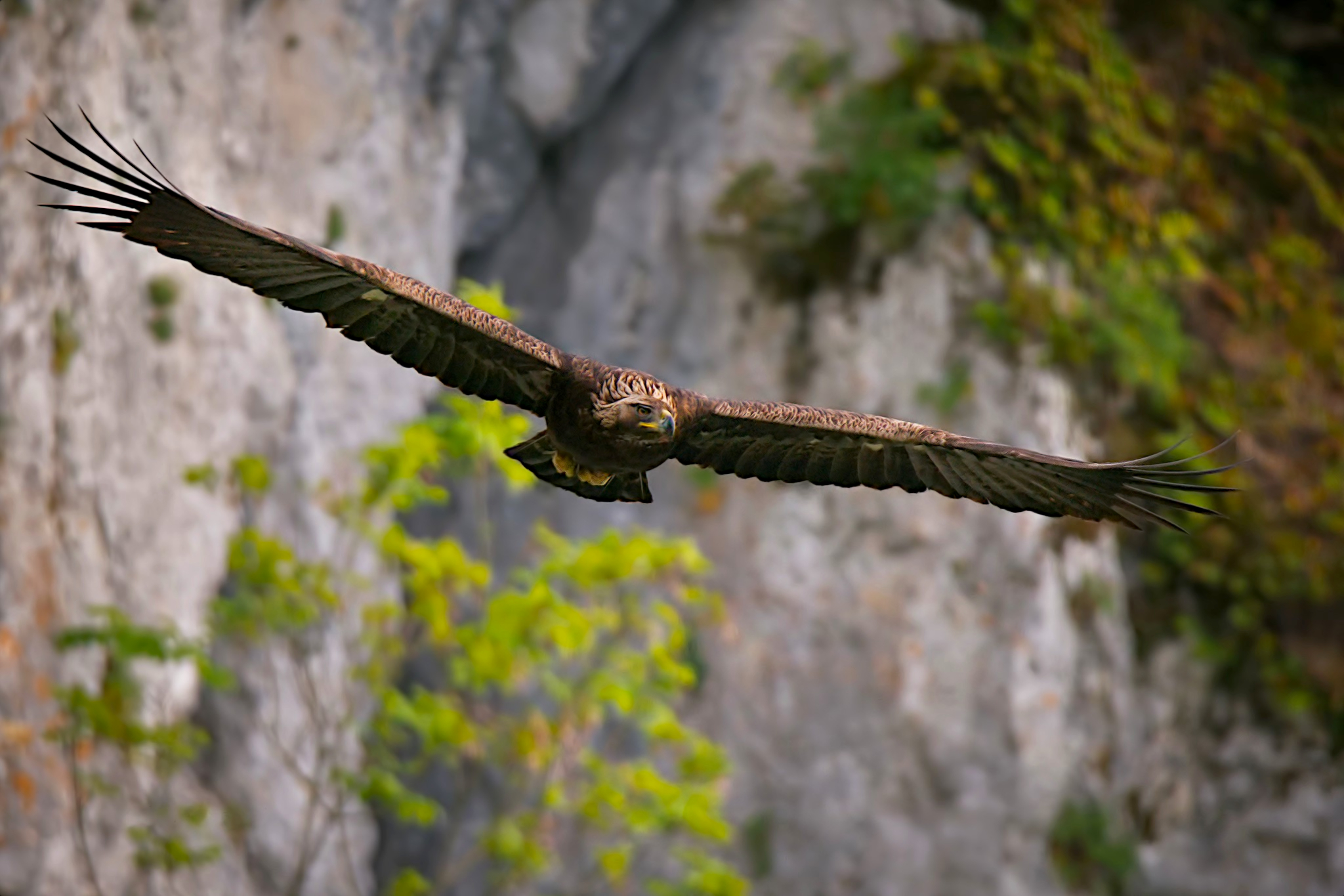Eagle of the Melfa Gorges