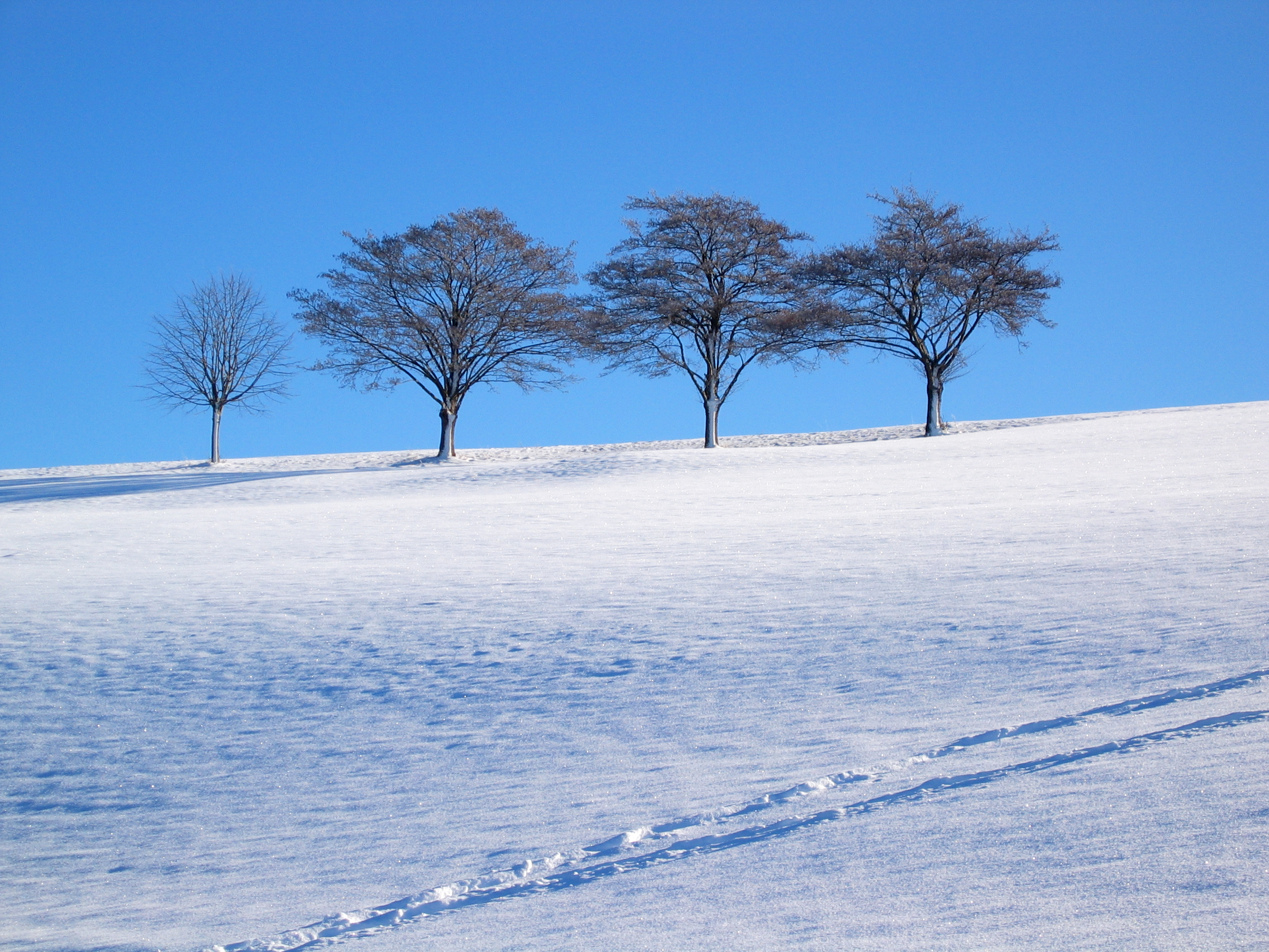 Trees and Traces