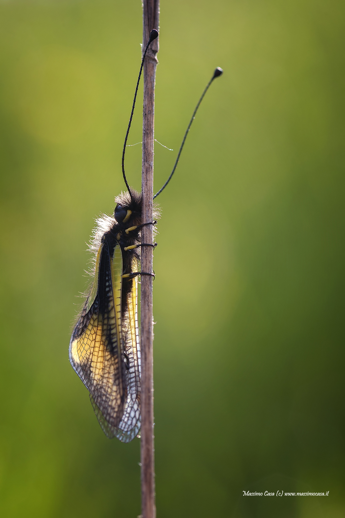 Libelloides Coccajus