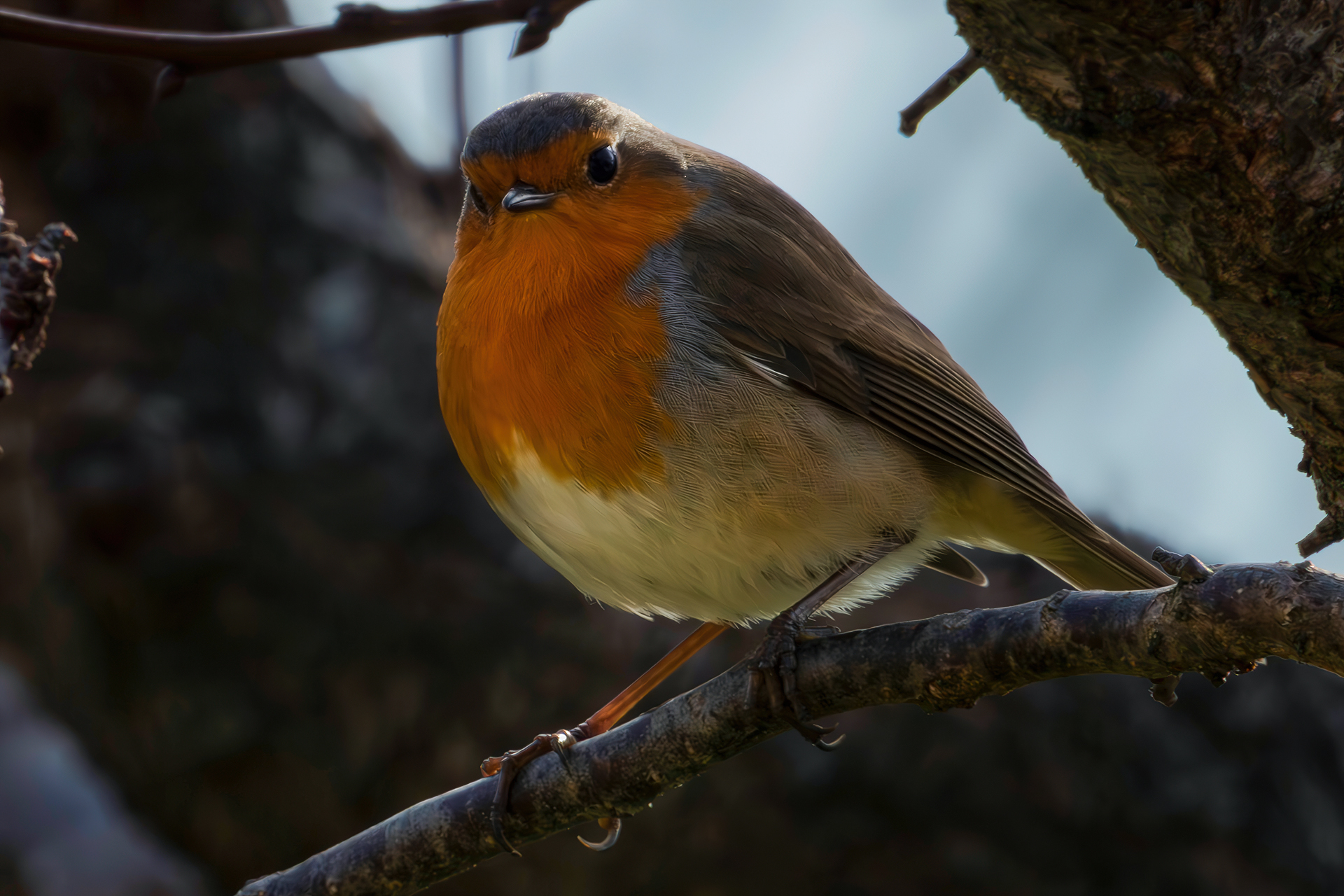 What does a 30 kg robin do on a branch?